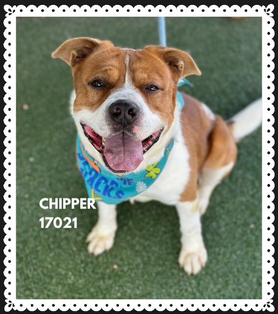 Enlarge CHIPPER, a ADOPTABLE mixed breed in Marietta, GA image 4/5