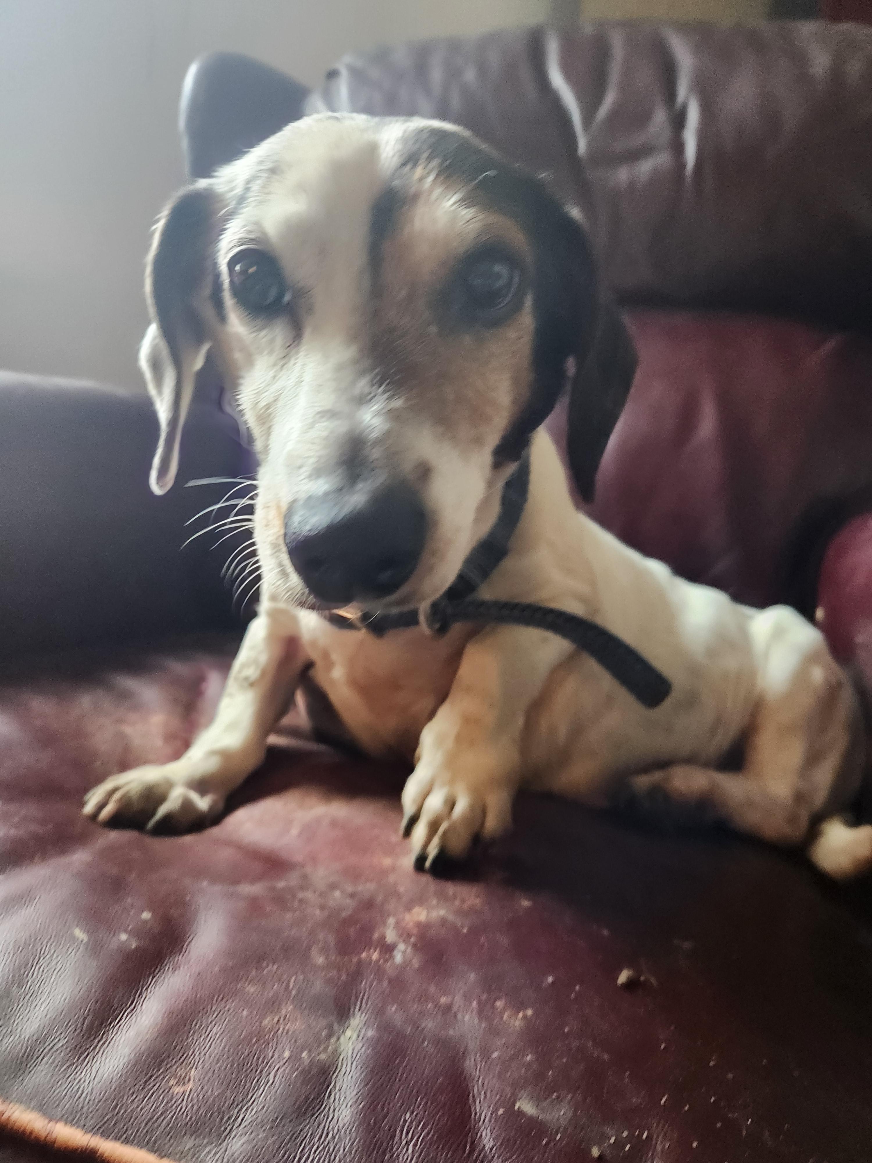 Enlarge Kenny III, an adoptable Dachshund in Wantage, NJ image 2/2