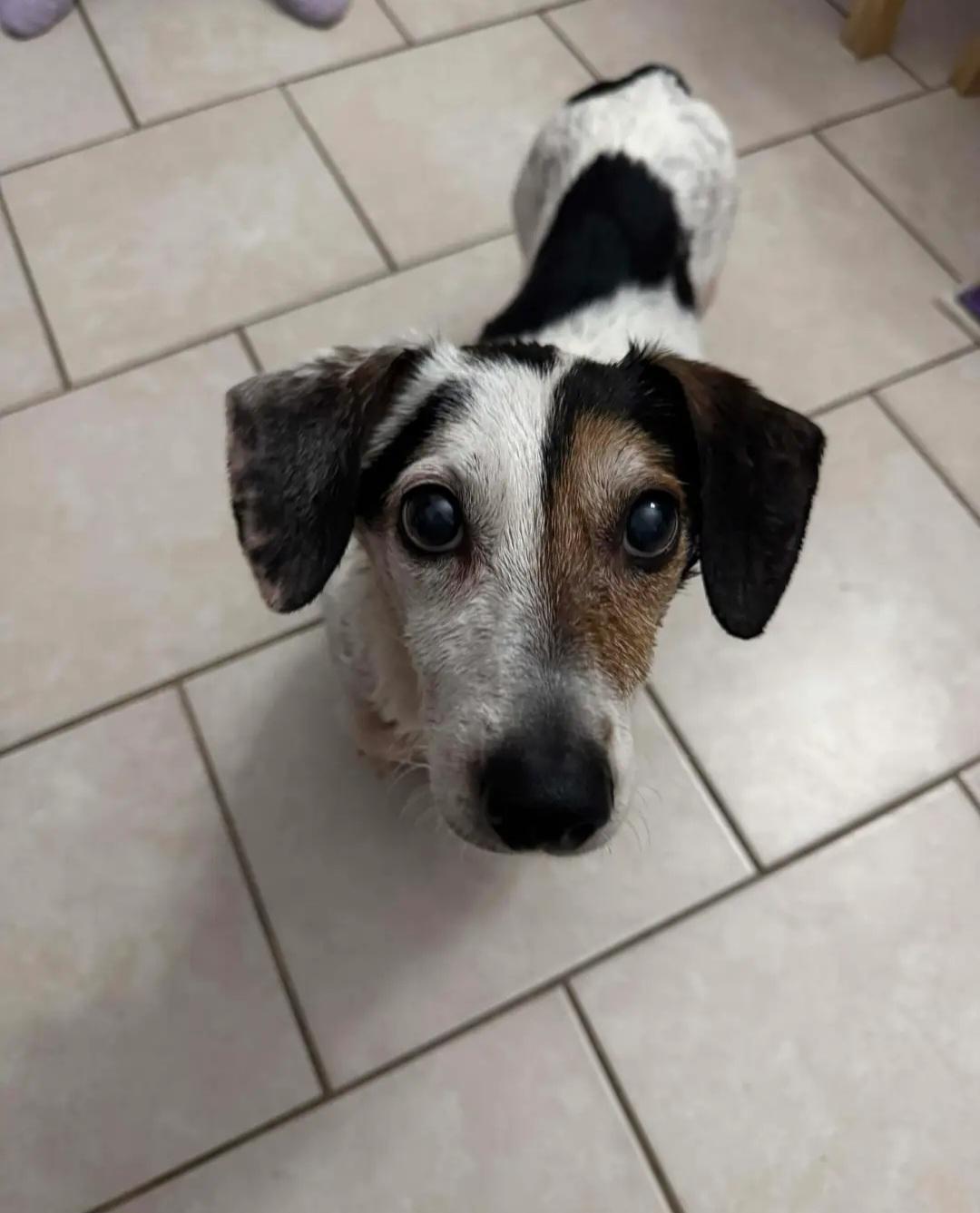 Kenny III, adoptable, Senior Male Dachshund.