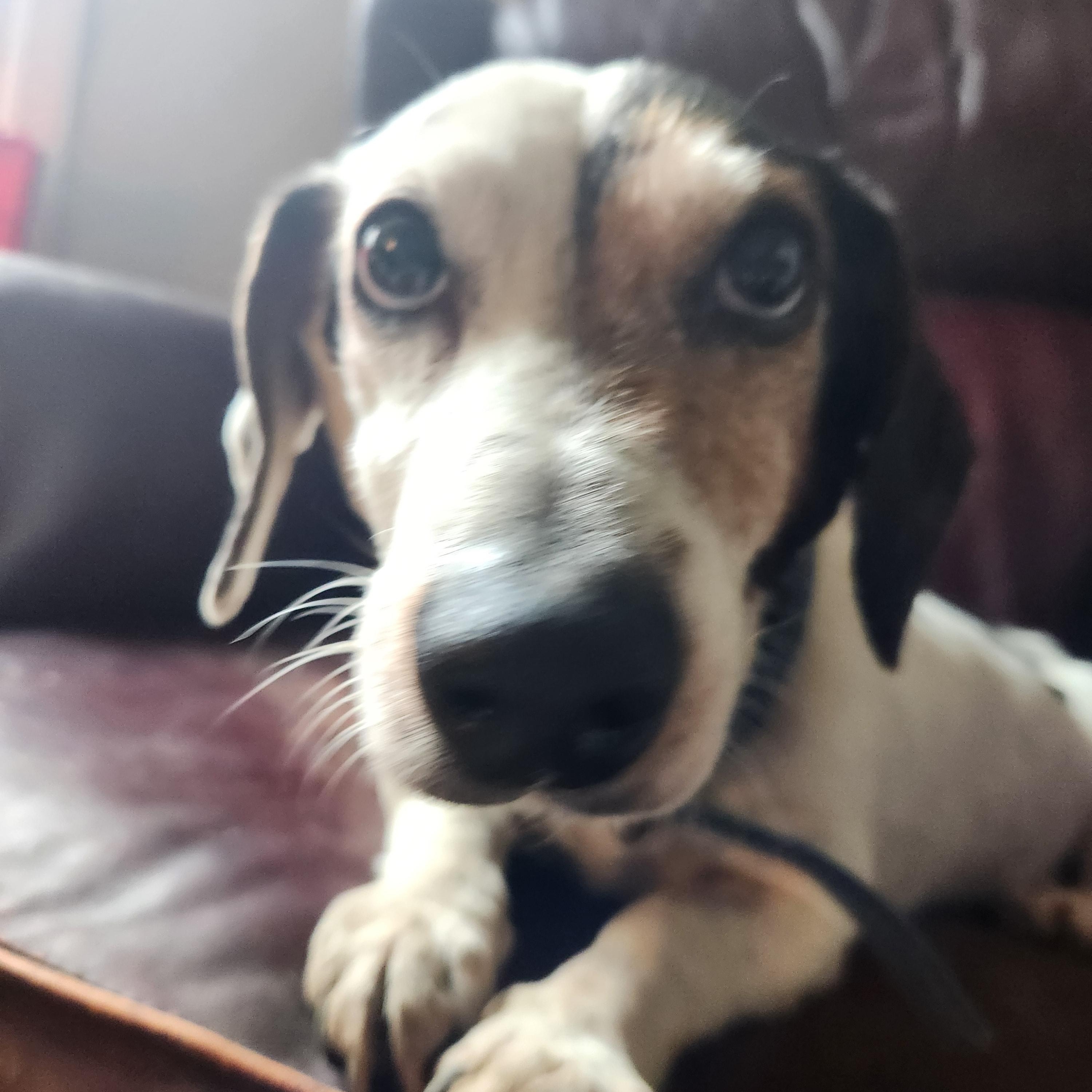 Kenny III, adoptable, Senior Male Dachshund.