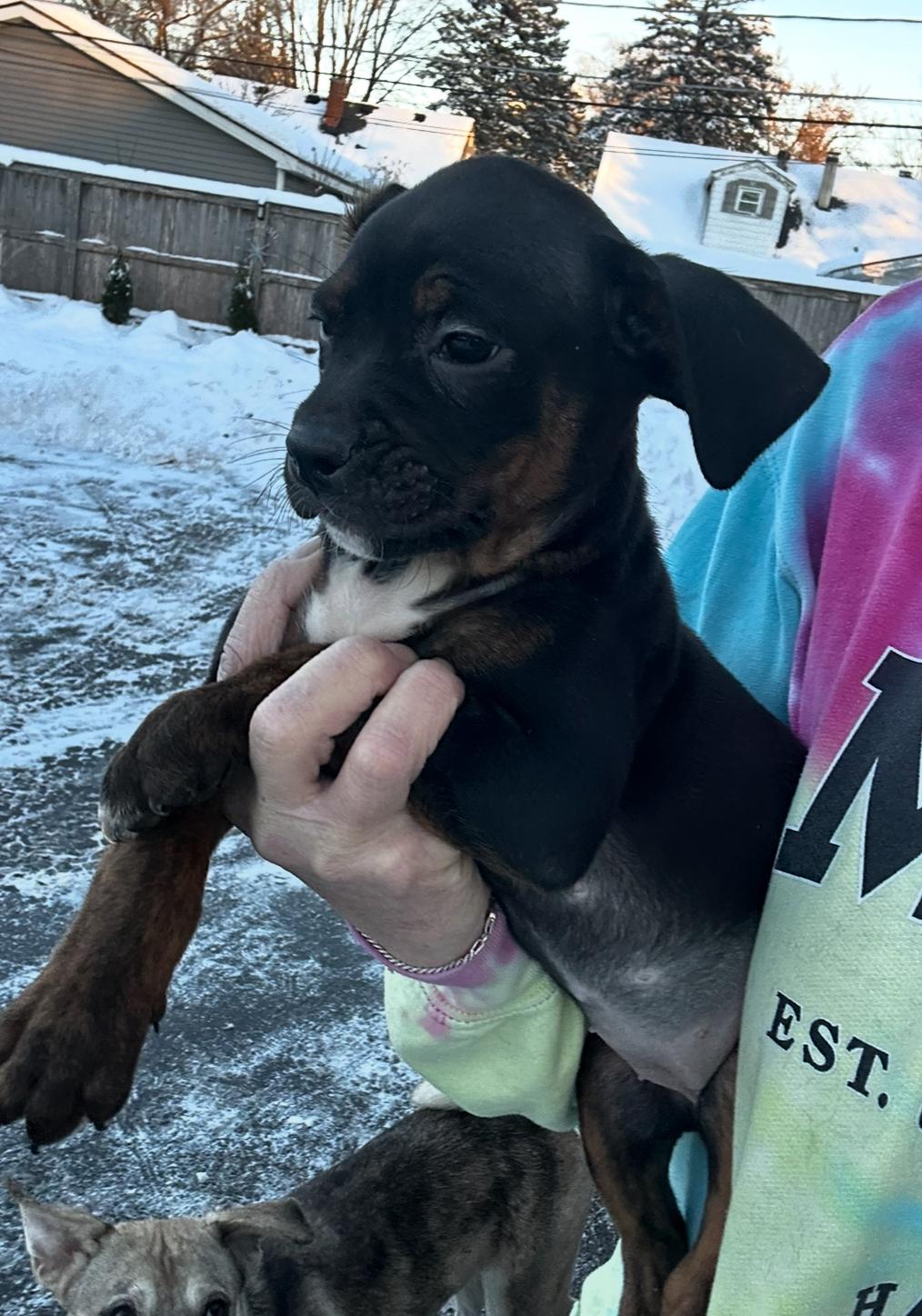 Winter Solstice , a ADOPTABLE mixed breed in Arlington Heights, IL image 1/5