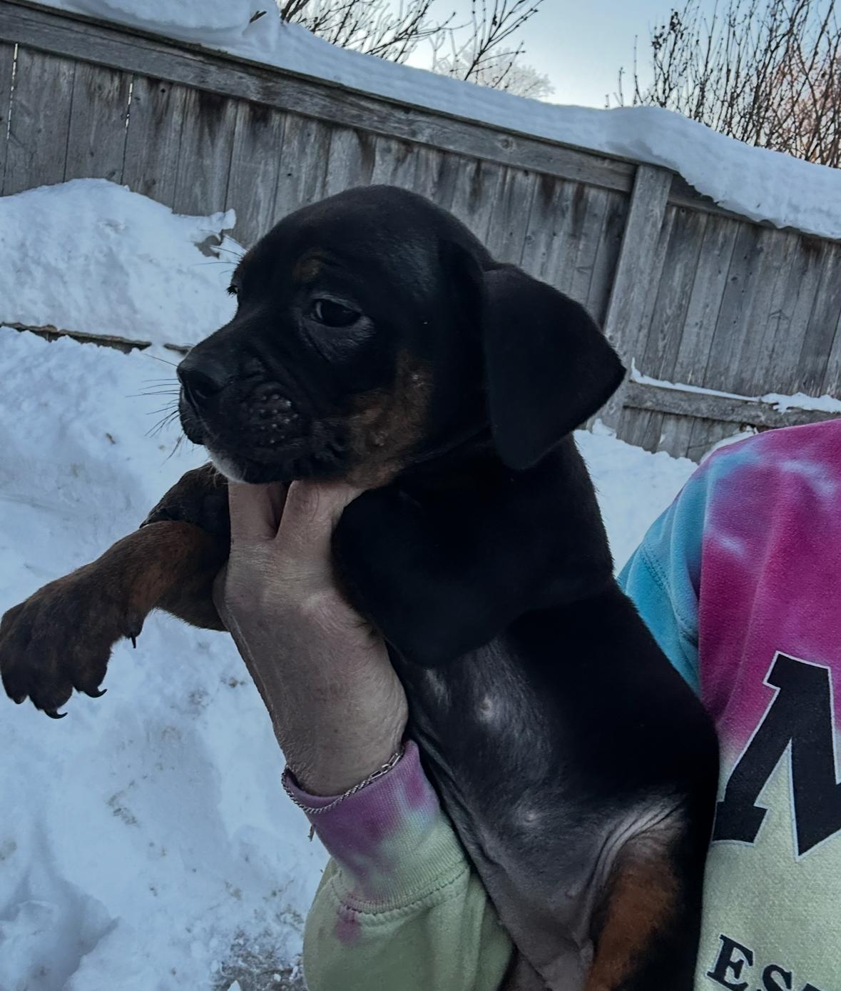 Winter Solstice , a ADOPTABLE mixed breed in Arlington Heights, IL image 3/5