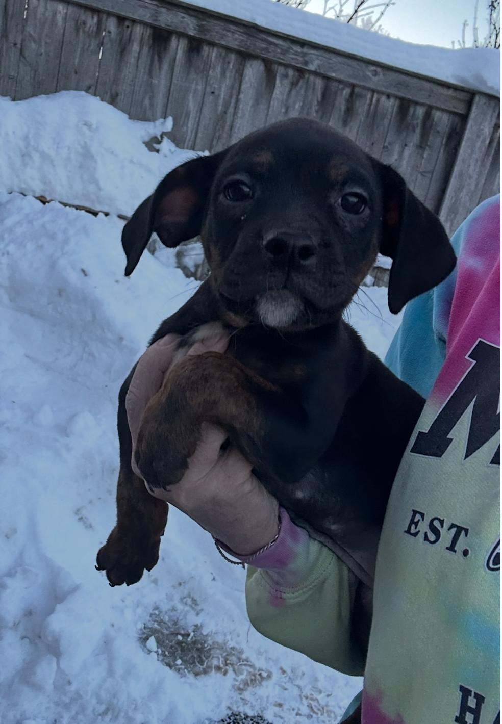 Winter Solstice , a ADOPTABLE mixed breed in Arlington Heights, IL image 5/5