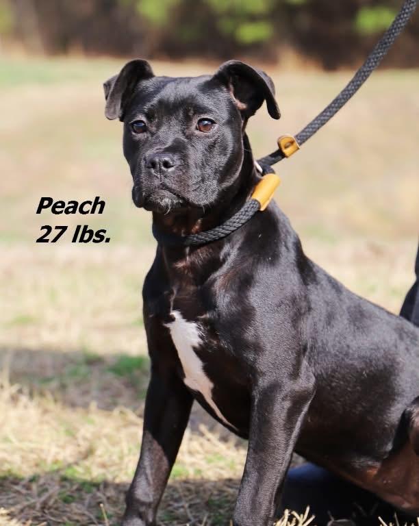 Peach, Adoptable, Young Female Mixed Breed.