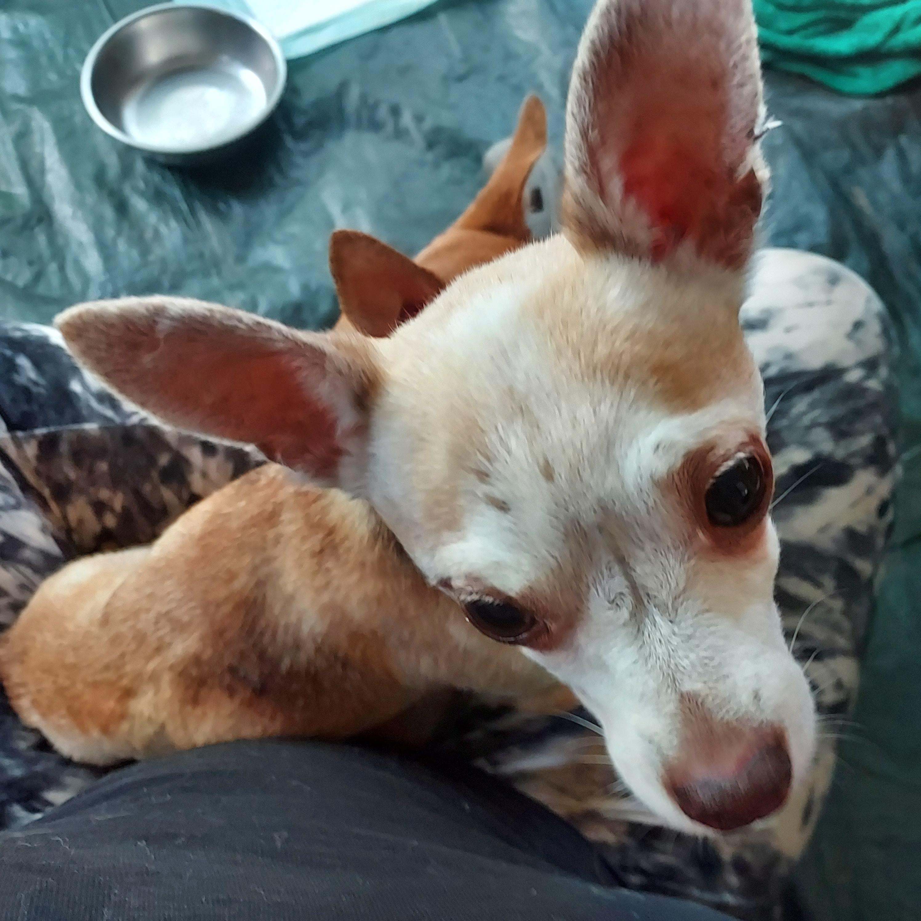 Enlarge Mary, a ADOPTABLE Chihuahua in Acworth, GA image 6/6