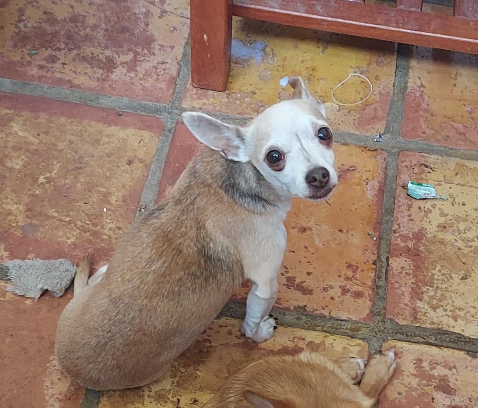 Enlarge Mary, a ADOPTABLE Chihuahua in Acworth, GA image 3/6