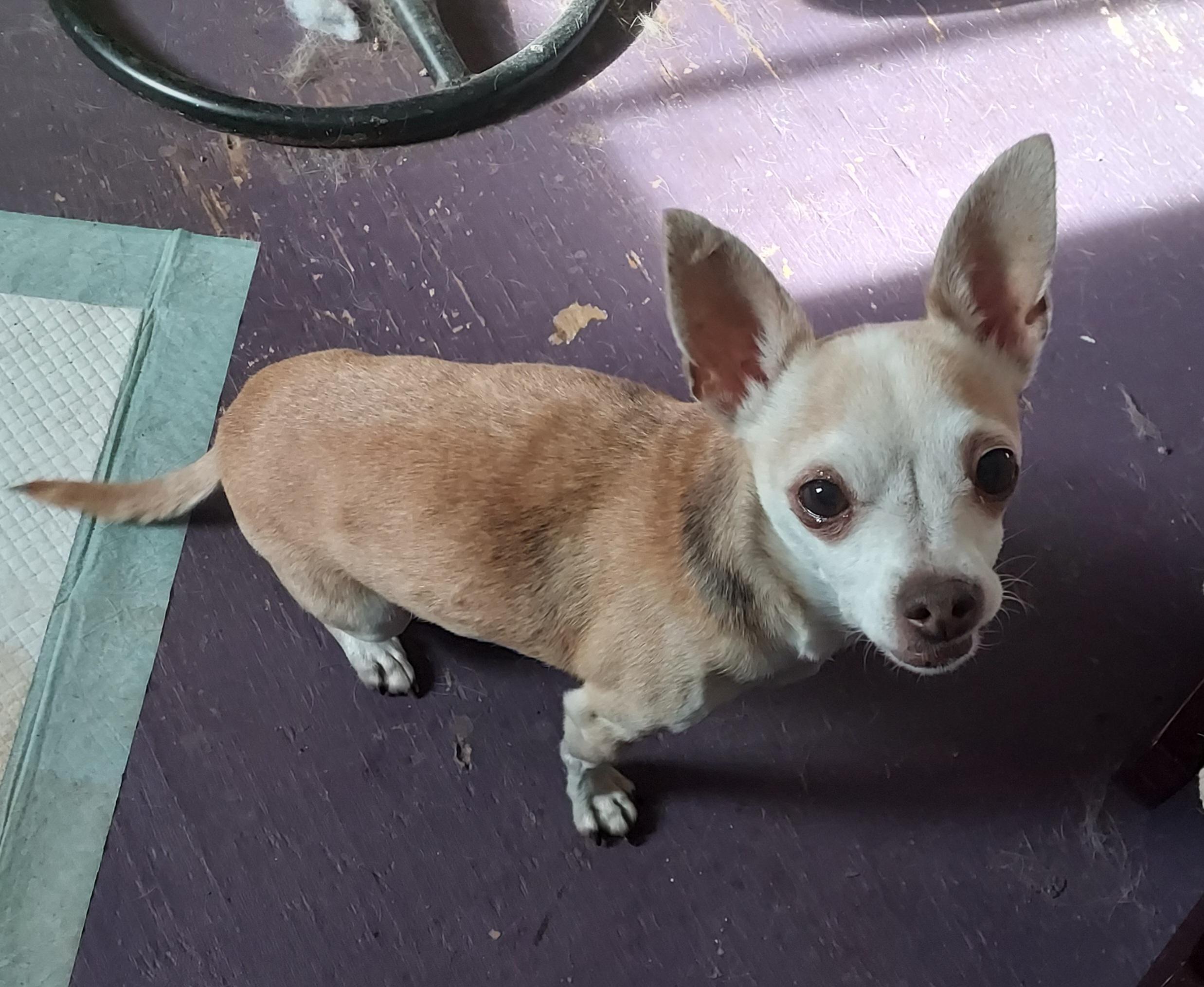 Enlarge Mary, a ADOPTABLE Chihuahua in Acworth, GA image 5/6