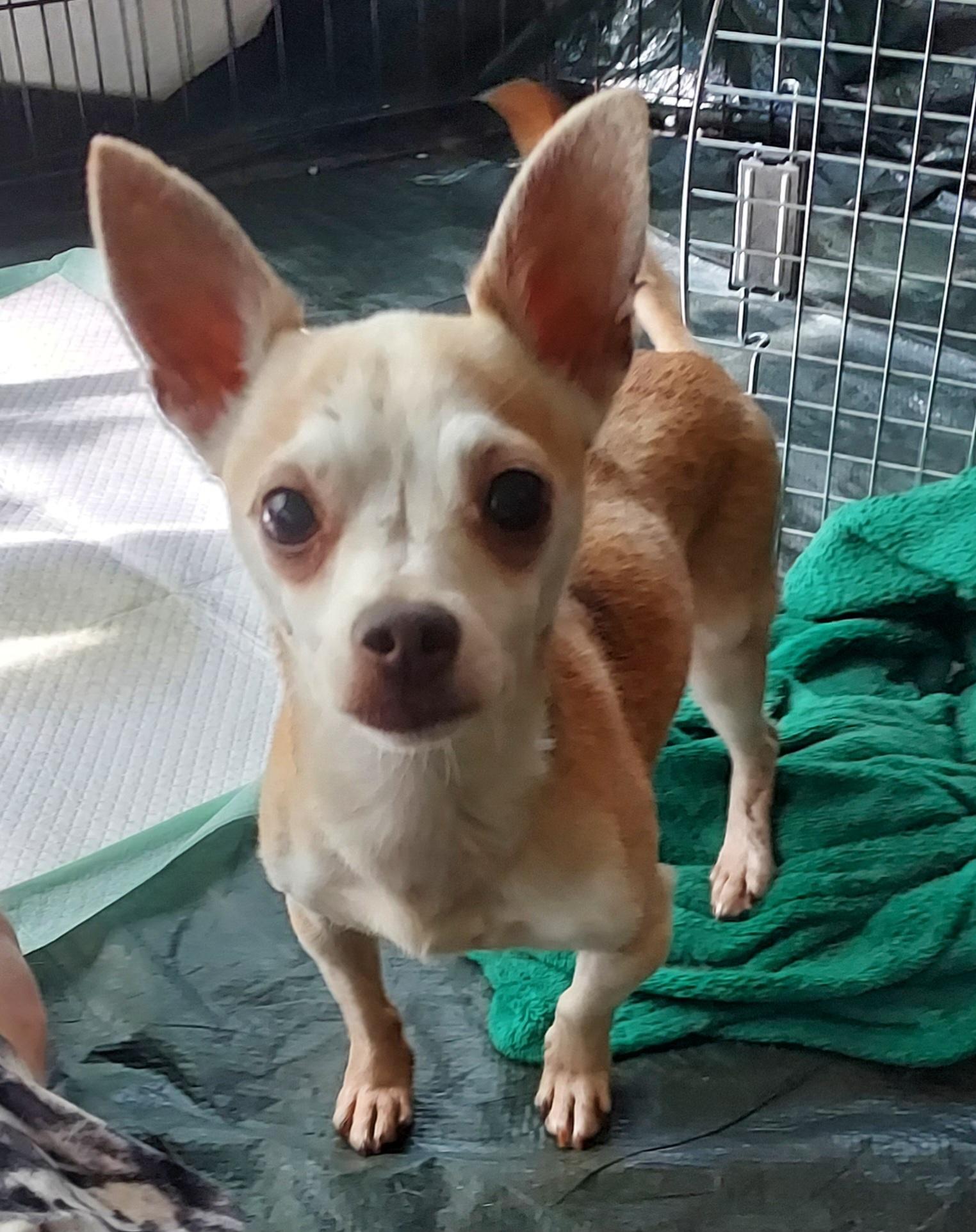 Mary, ADOPTABLE, Senior Female Chihuahua.