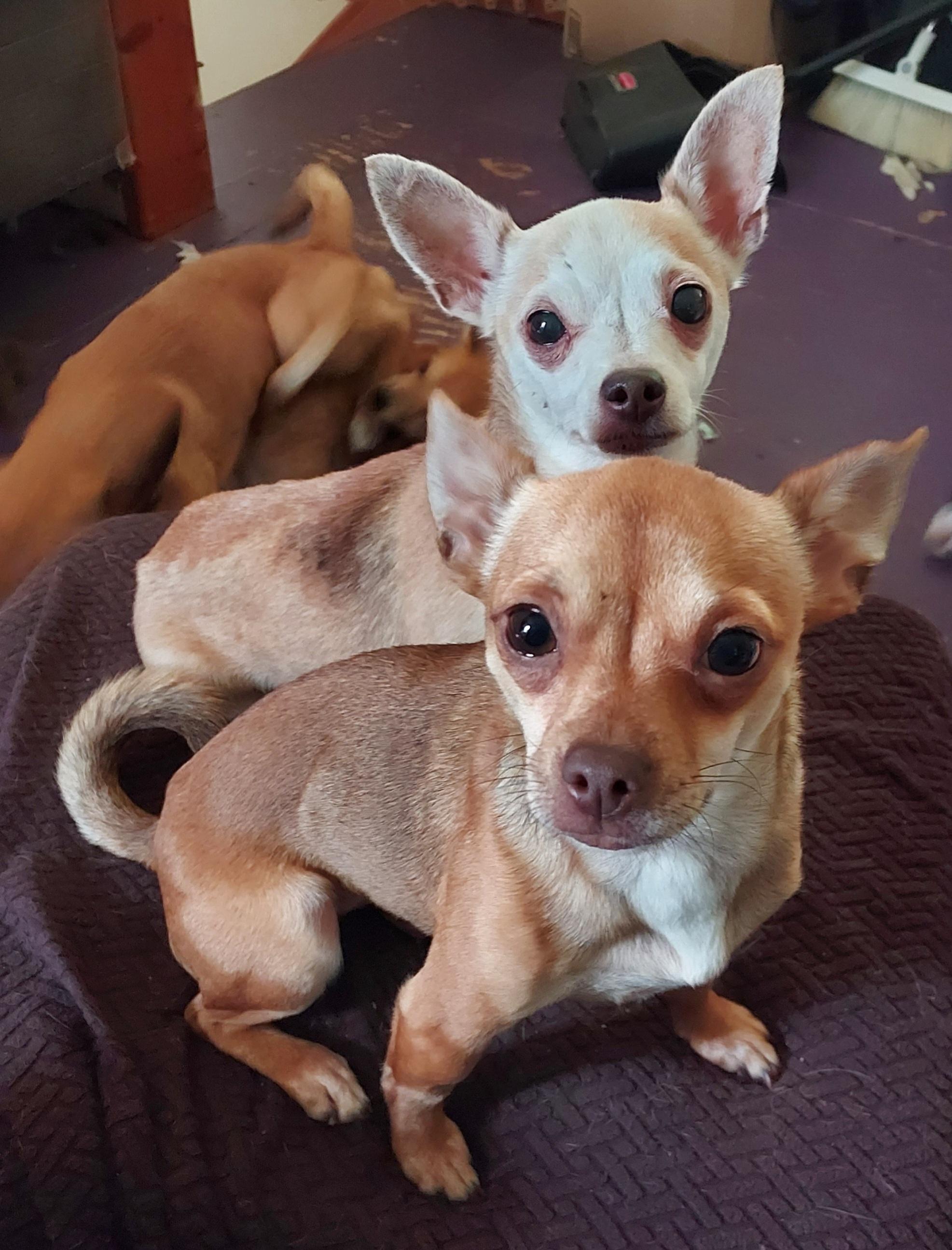 Enlarge Mary, a ADOPTABLE Chihuahua in Acworth, GA image 4/6