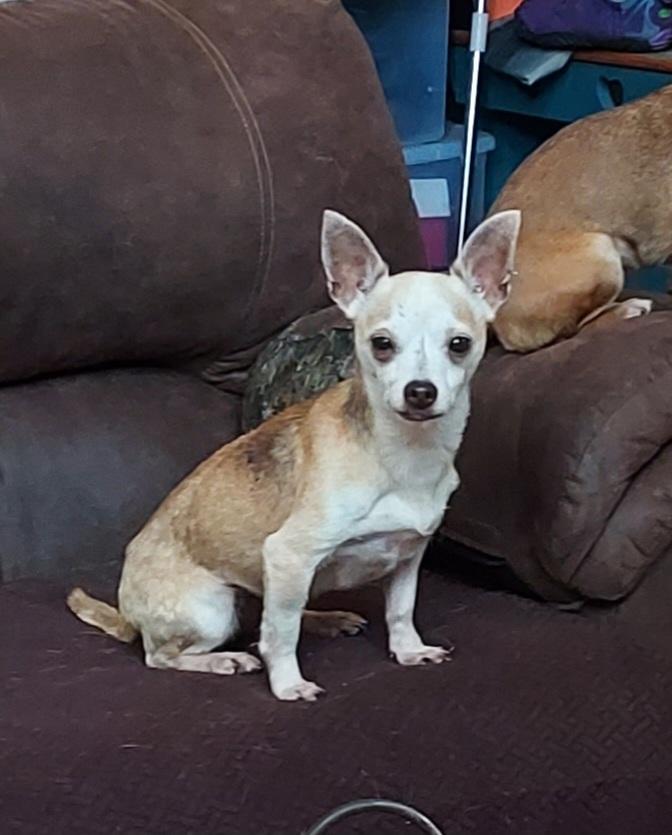 Enlarge Mary, a ADOPTABLE Chihuahua in Acworth, GA image 2/6