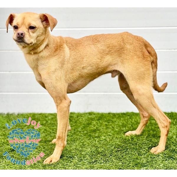 Bucky COH, a ADOPTABLE mixed breed in Inglewood, CA image 3/3