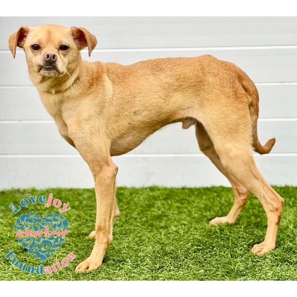 Bucky COH, a ADOPTABLE mixed breed in Inglewood, CA image 2/3