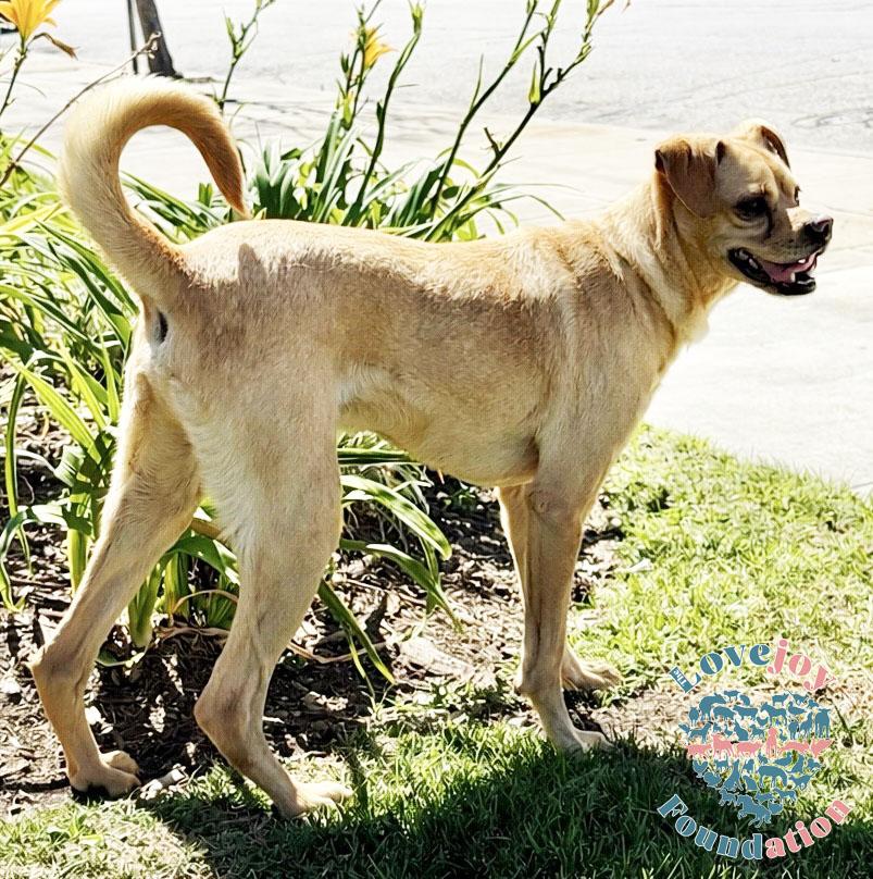 Bucky COH, a ADOPTABLE mixed breed in Inglewood, CA image 1/3