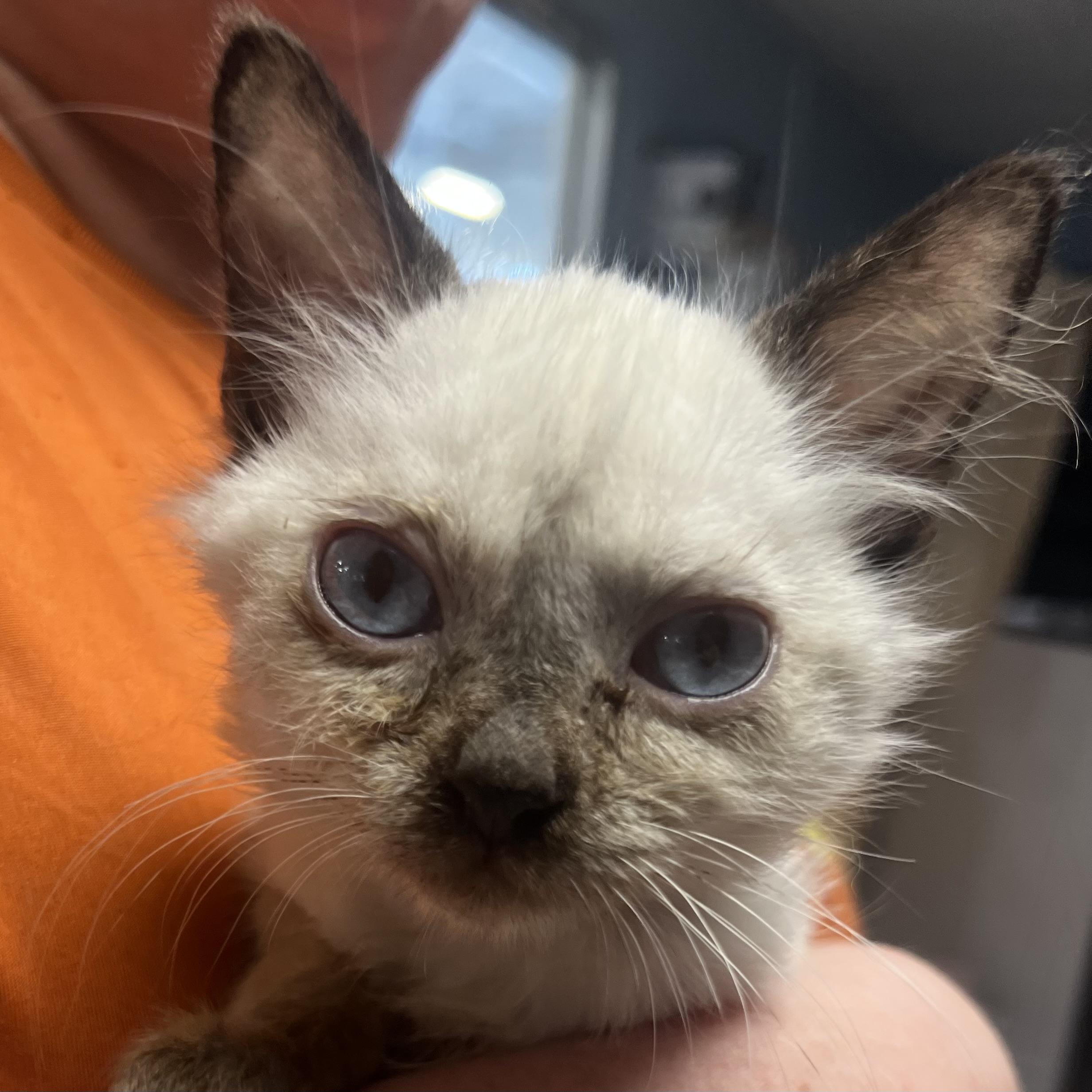 Aurora, Baby Female Siamese