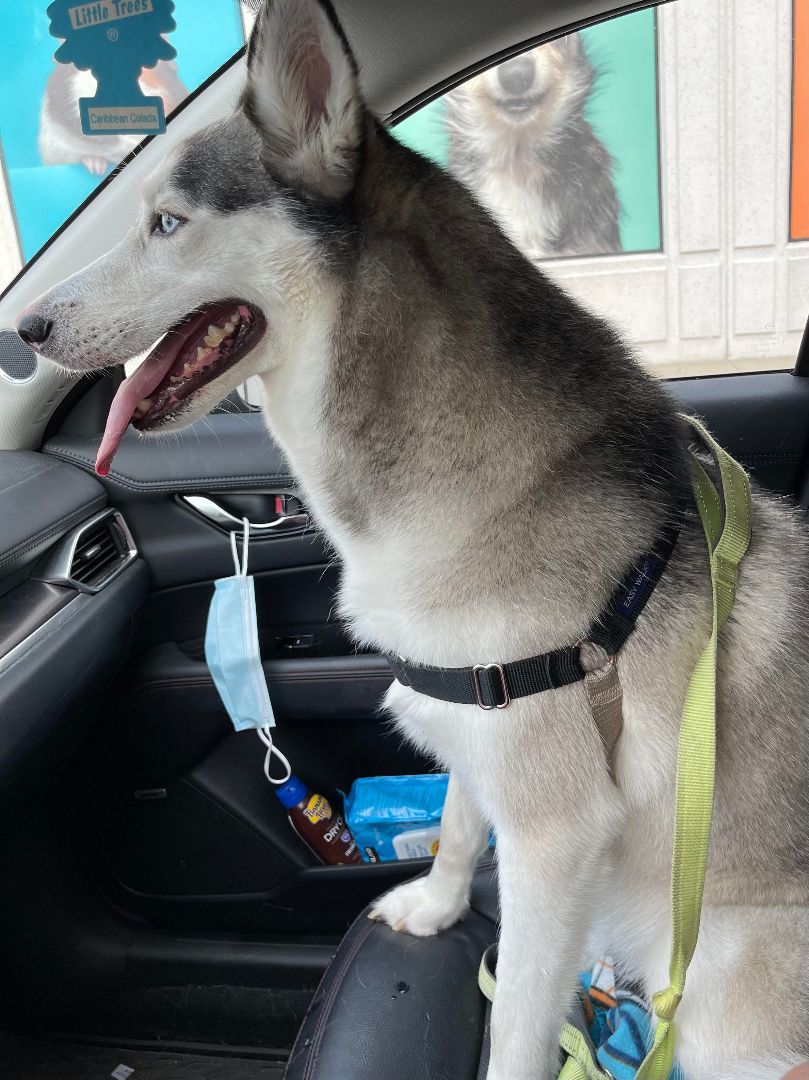 Enlarge Akira, a Adopted Husky in Stamford, CT image 3/4