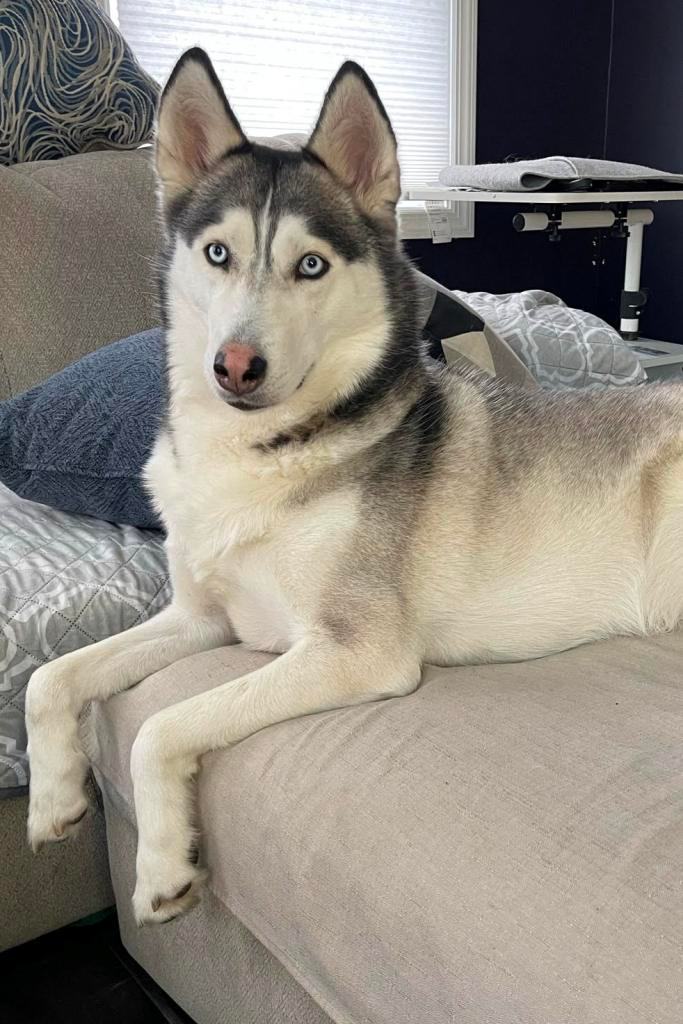 Enlarge Akira, a Adopted Husky in Stamford, CT image 4/4