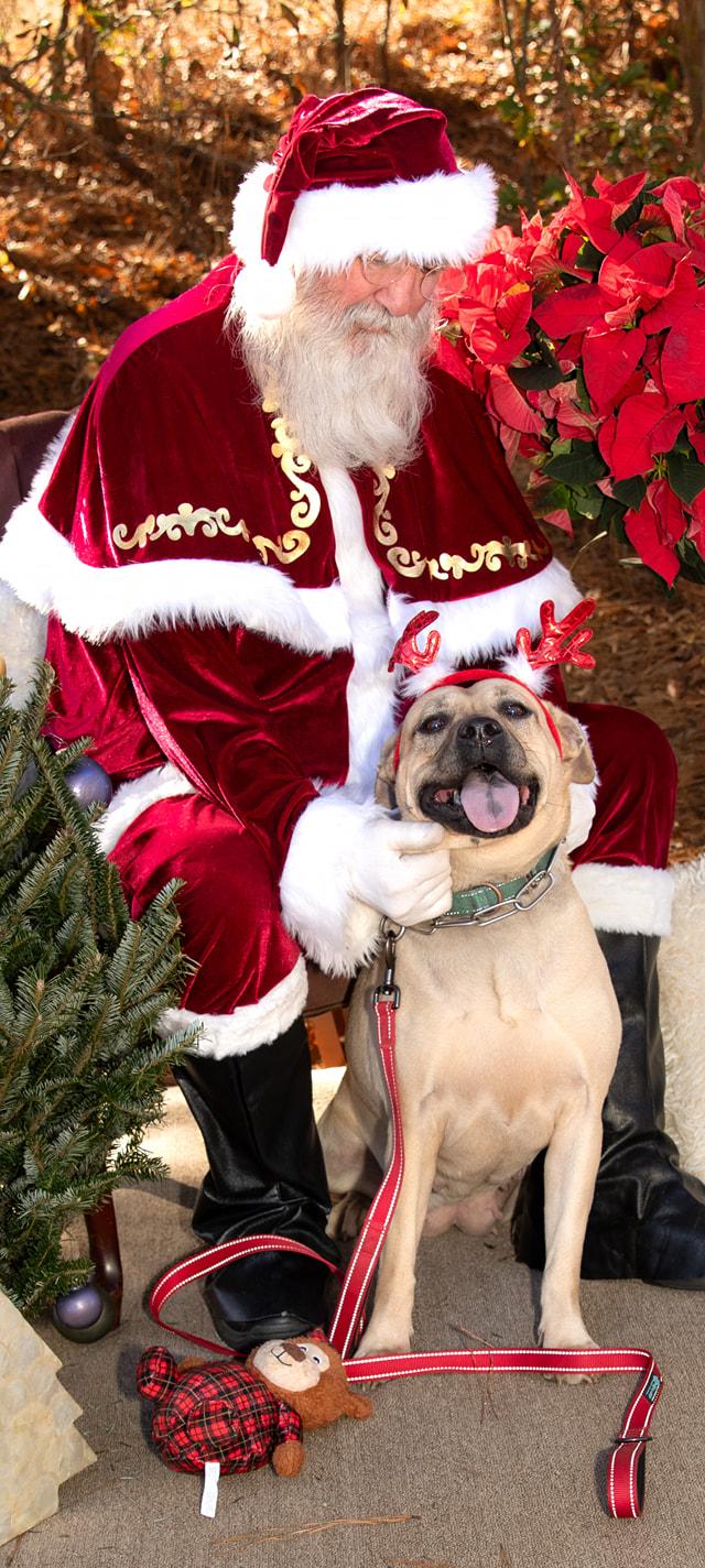 Enlarge Layla, a Adoptable mixed breed in Joppa, AL image 6/6