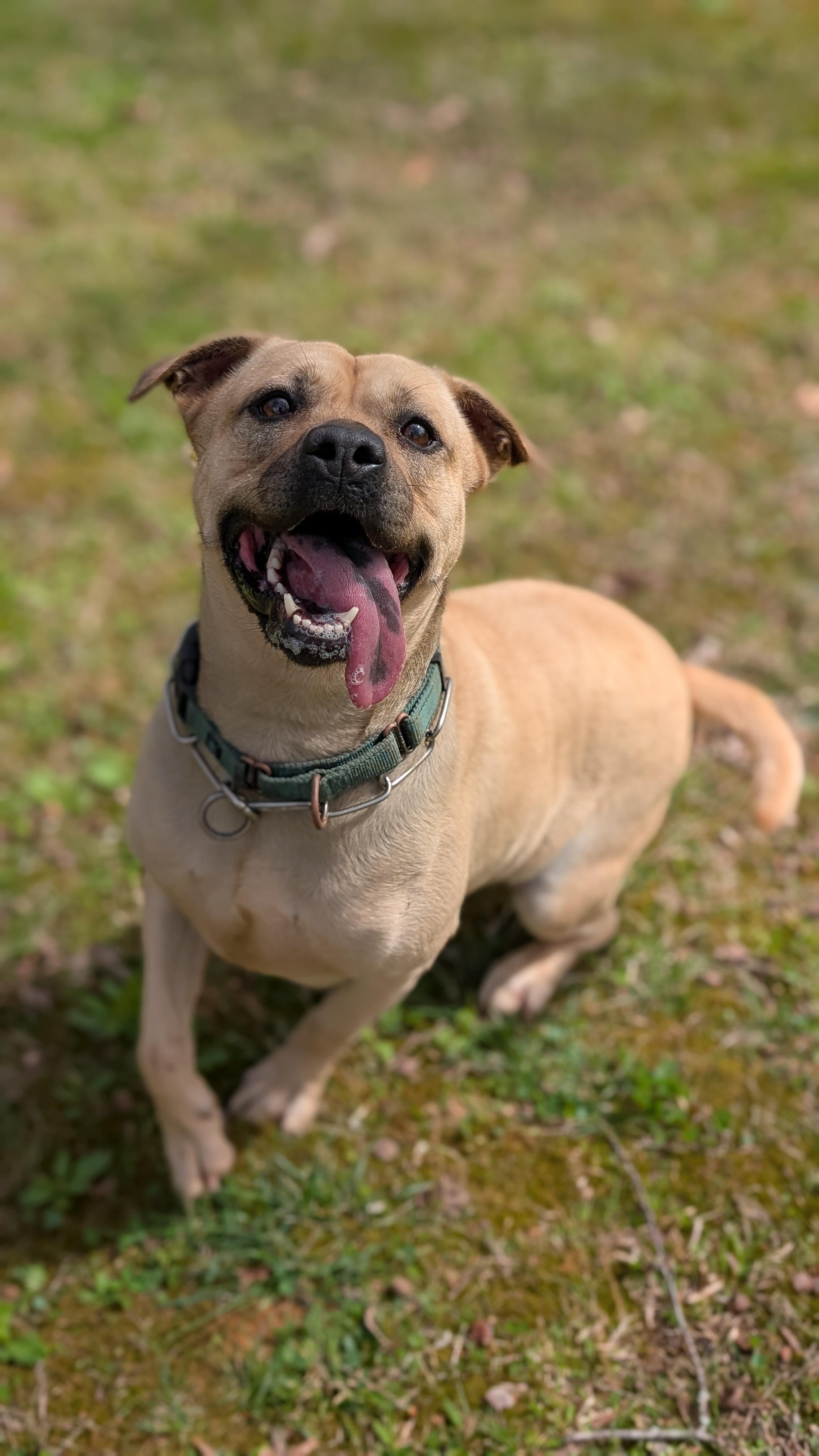 Enlarge Layla, an adopted mixed breed in Joppa, AL image 6/6