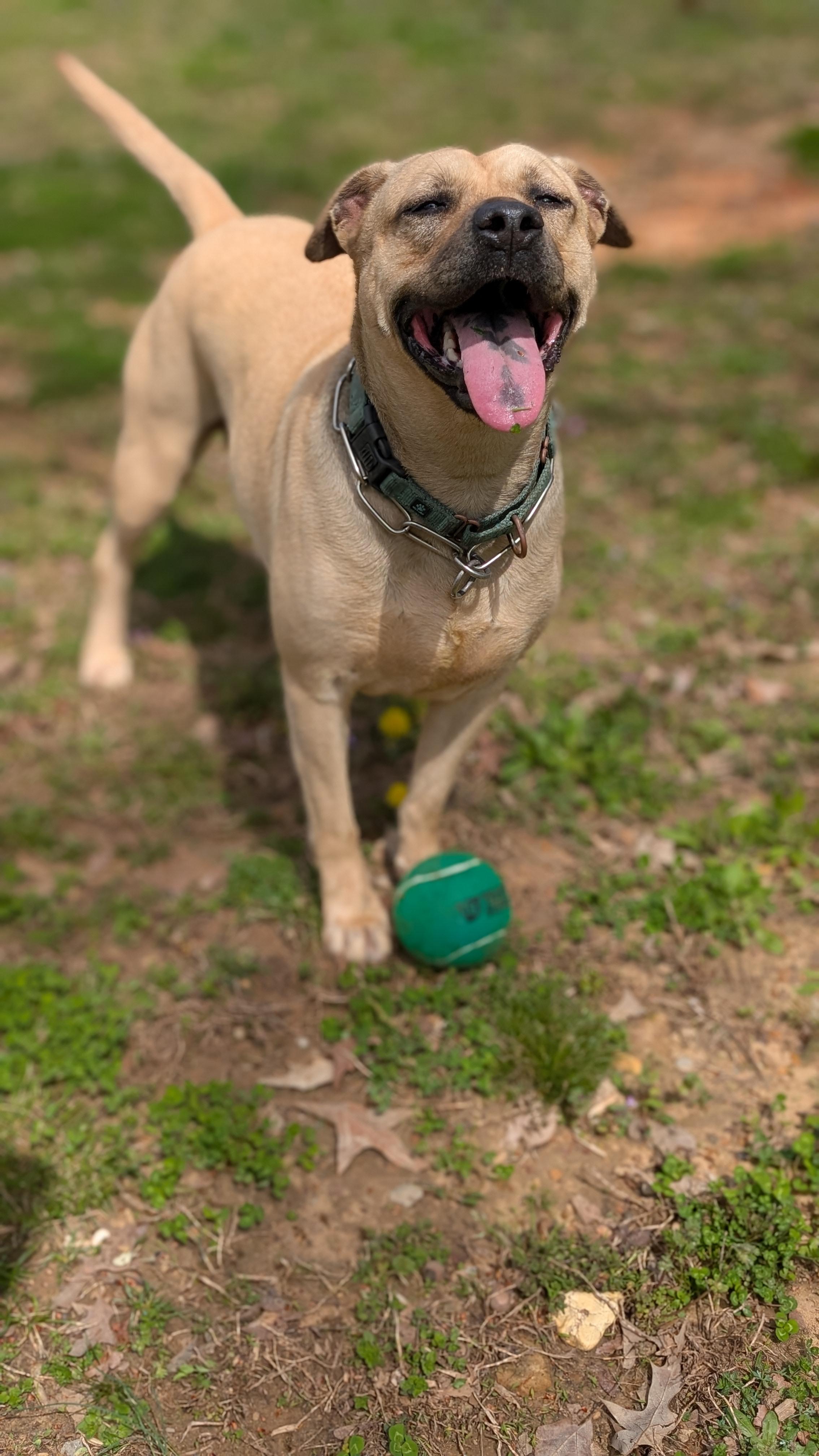 Enlarge Layla, an adopted mixed breed in Joppa, AL image 4/6