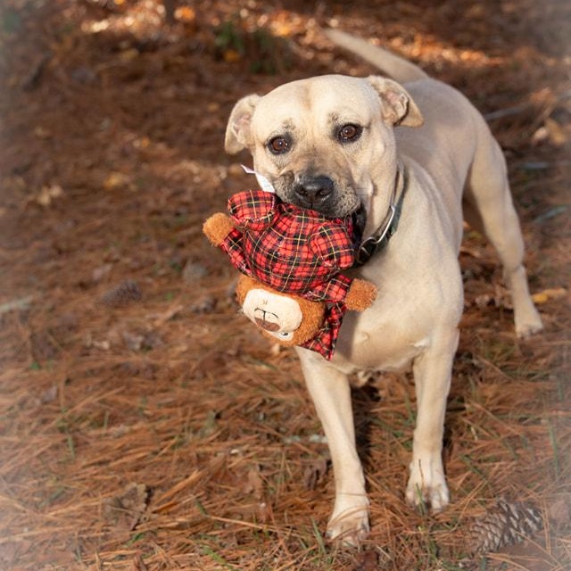 Enlarge Layla, a Adoptable mixed breed in Joppa, AL image 2/6