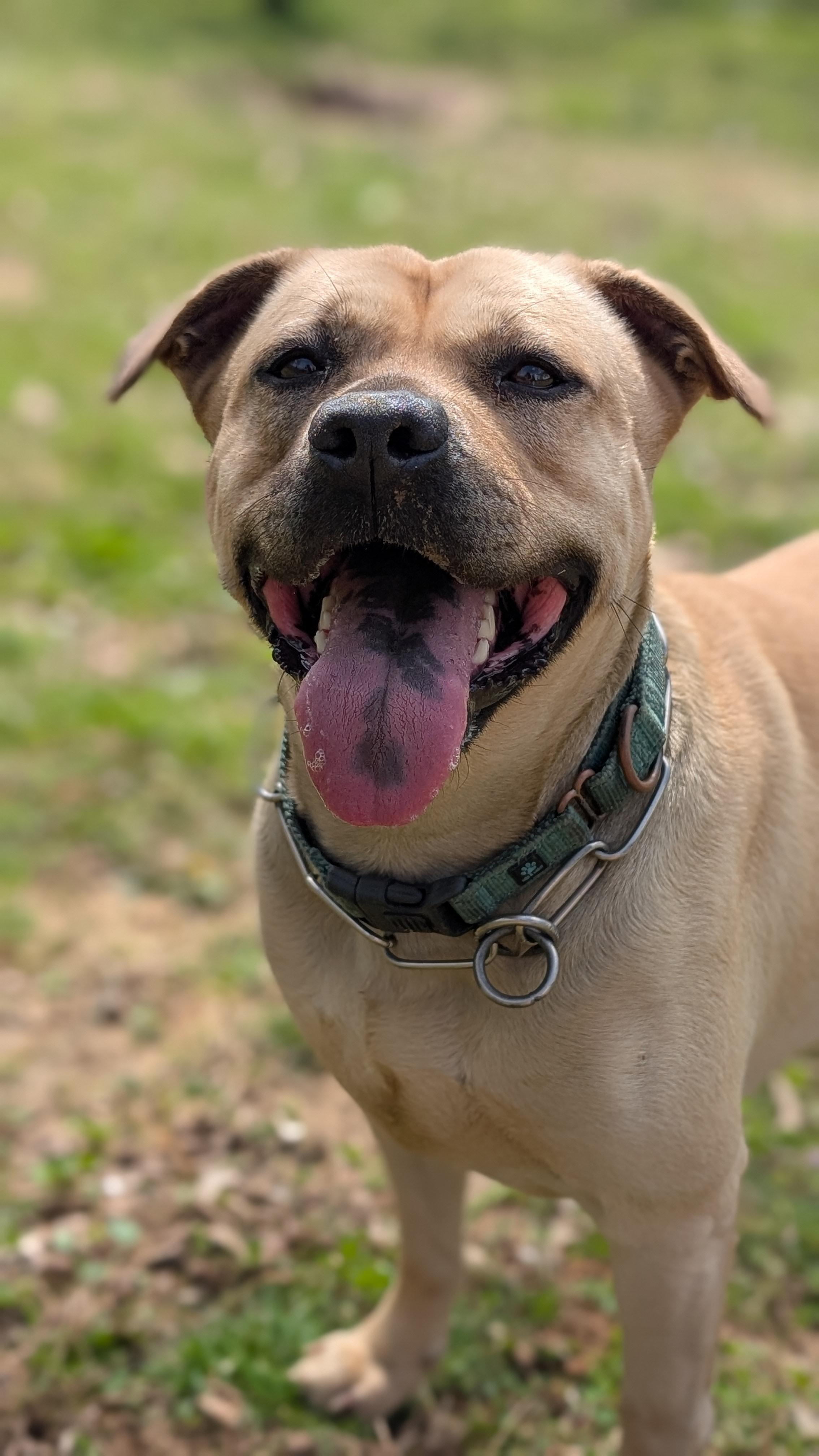 Enlarge Layla, an adopted mixed breed in Joppa, AL image 1/6