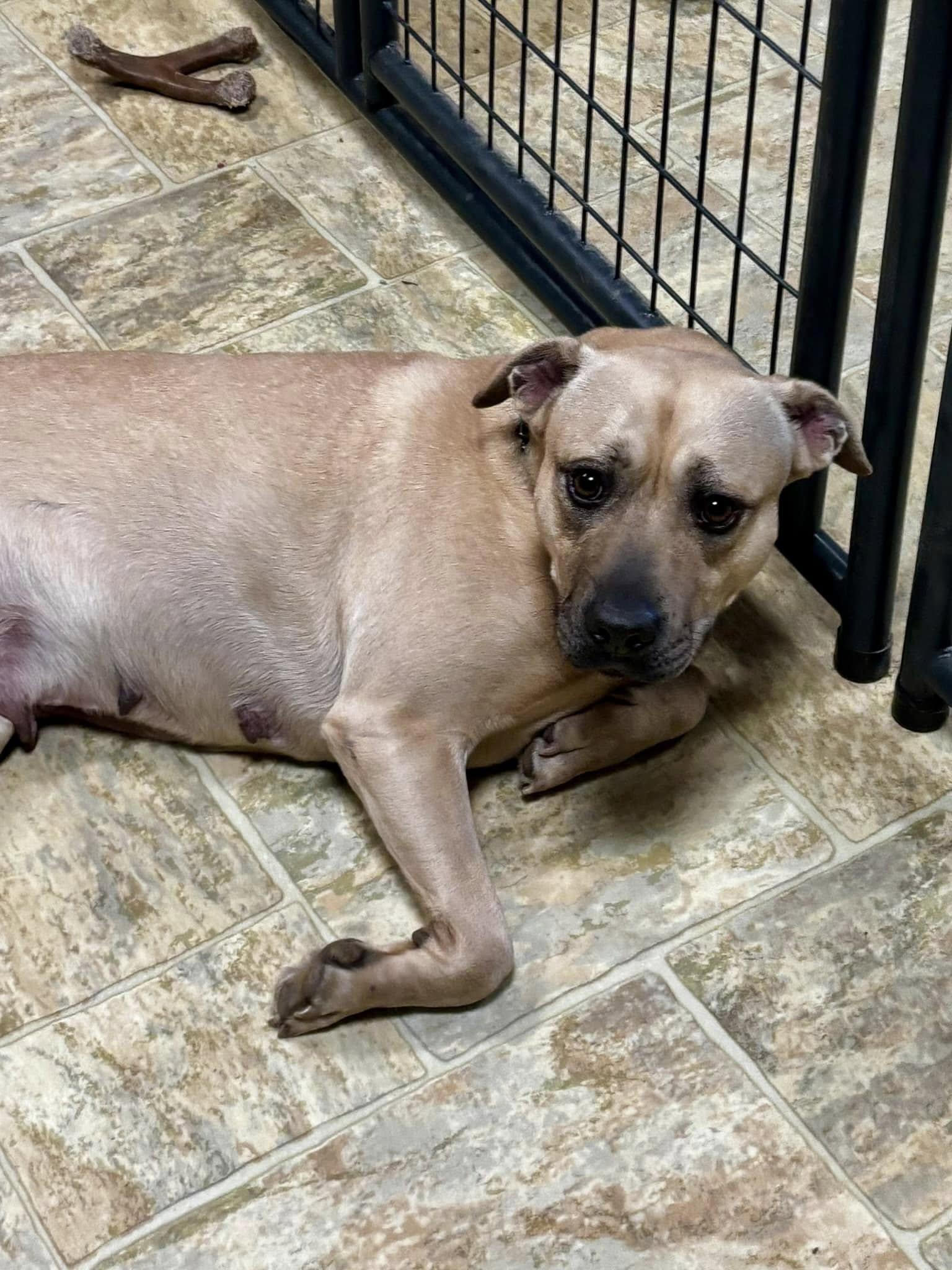 Layla, Adult Female Pit Bull Terrier