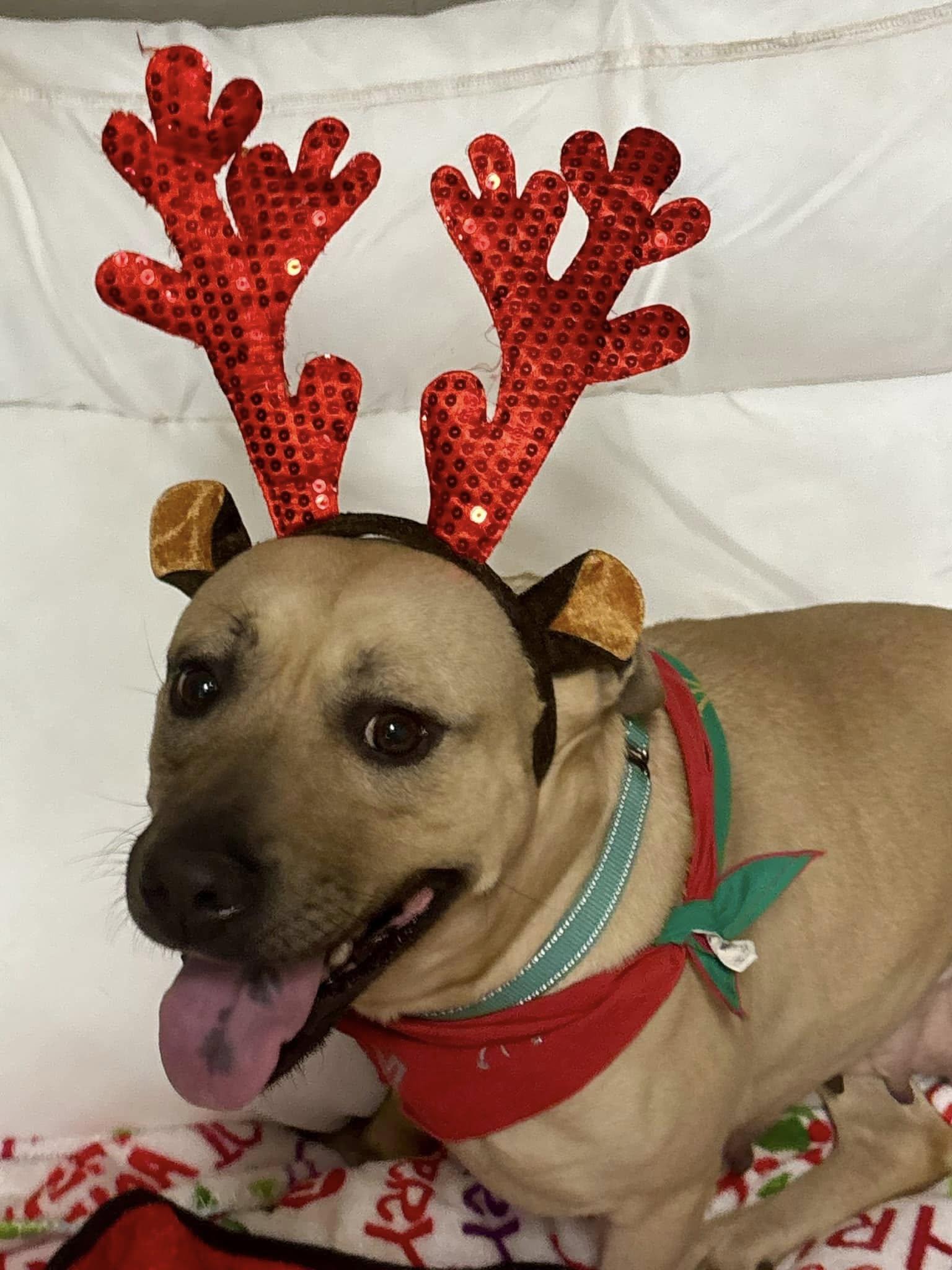 Layla, a Adoptable mixed breed in Joppa, AL image 2/6