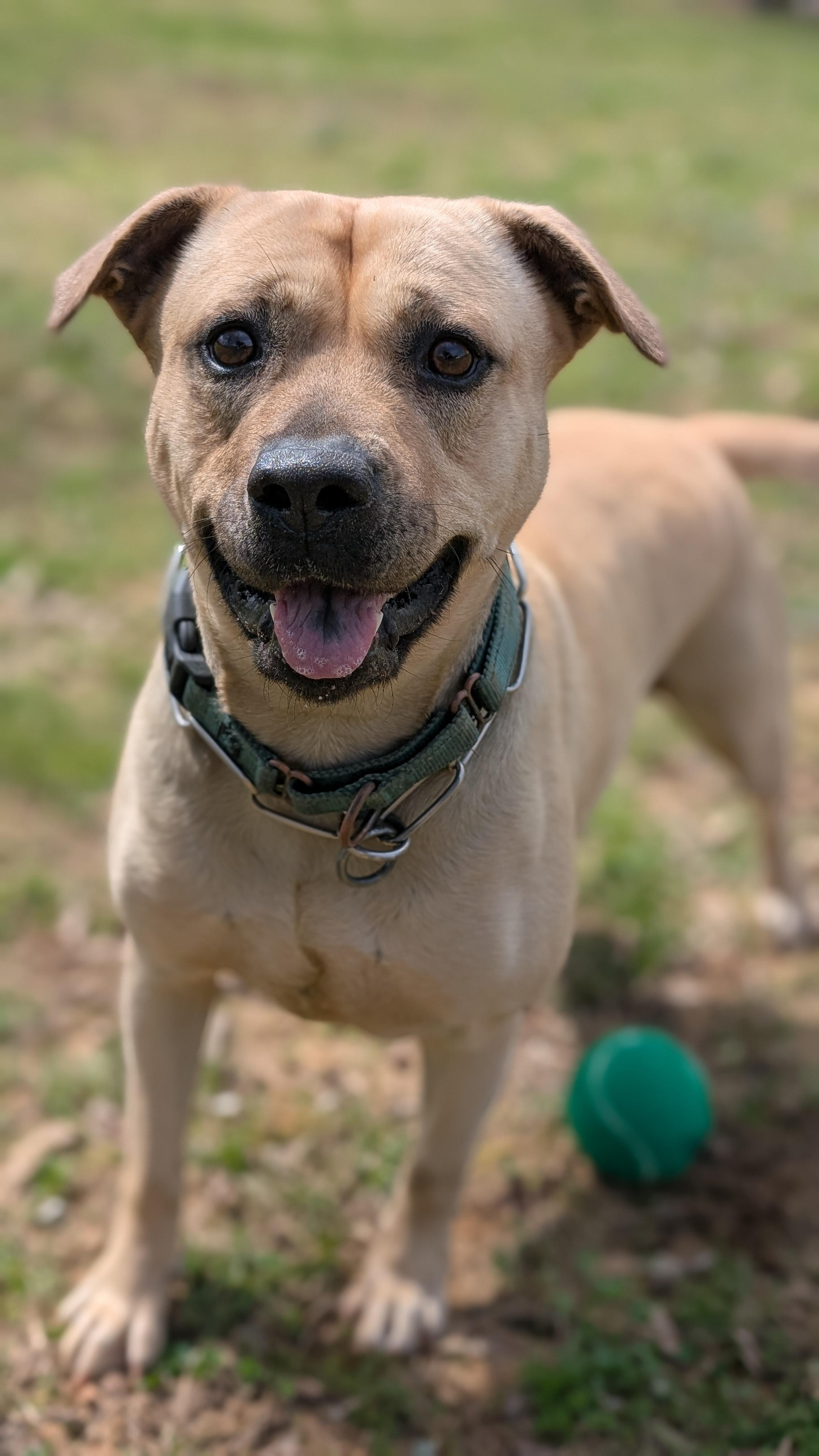 Enlarge Layla, an adopted mixed breed in Joppa, AL image 3/6