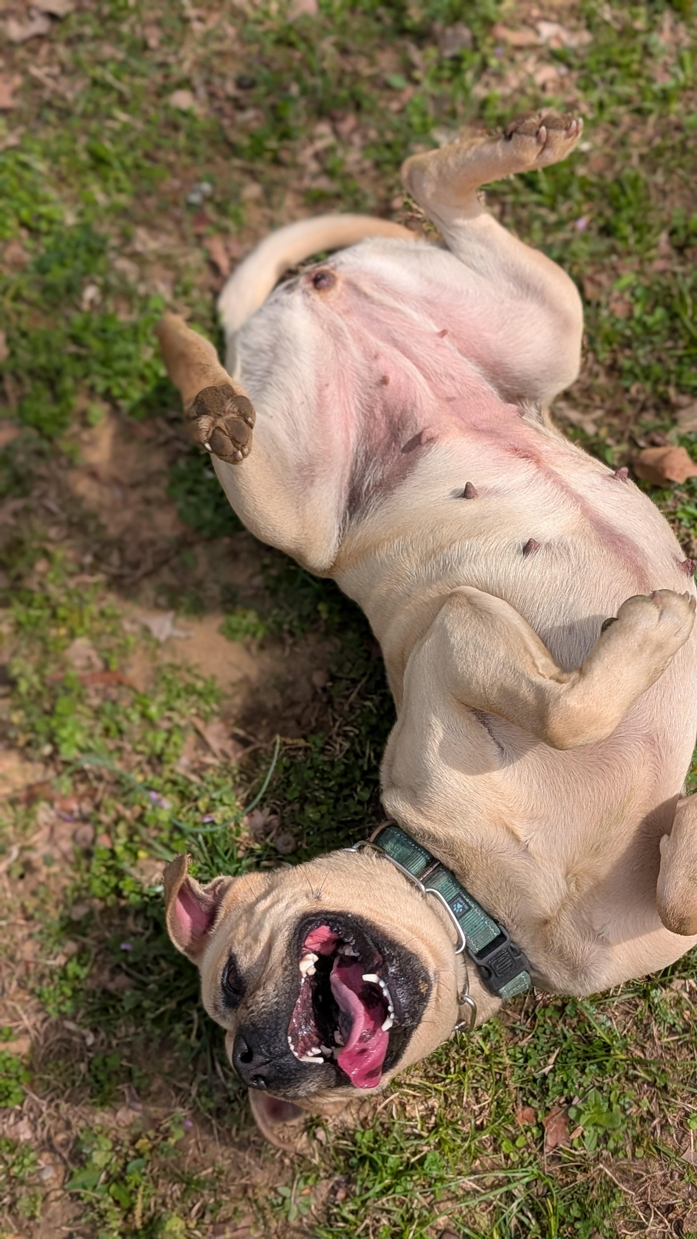 Enlarge Layla, an adopted mixed breed in Joppa, AL image 5/6