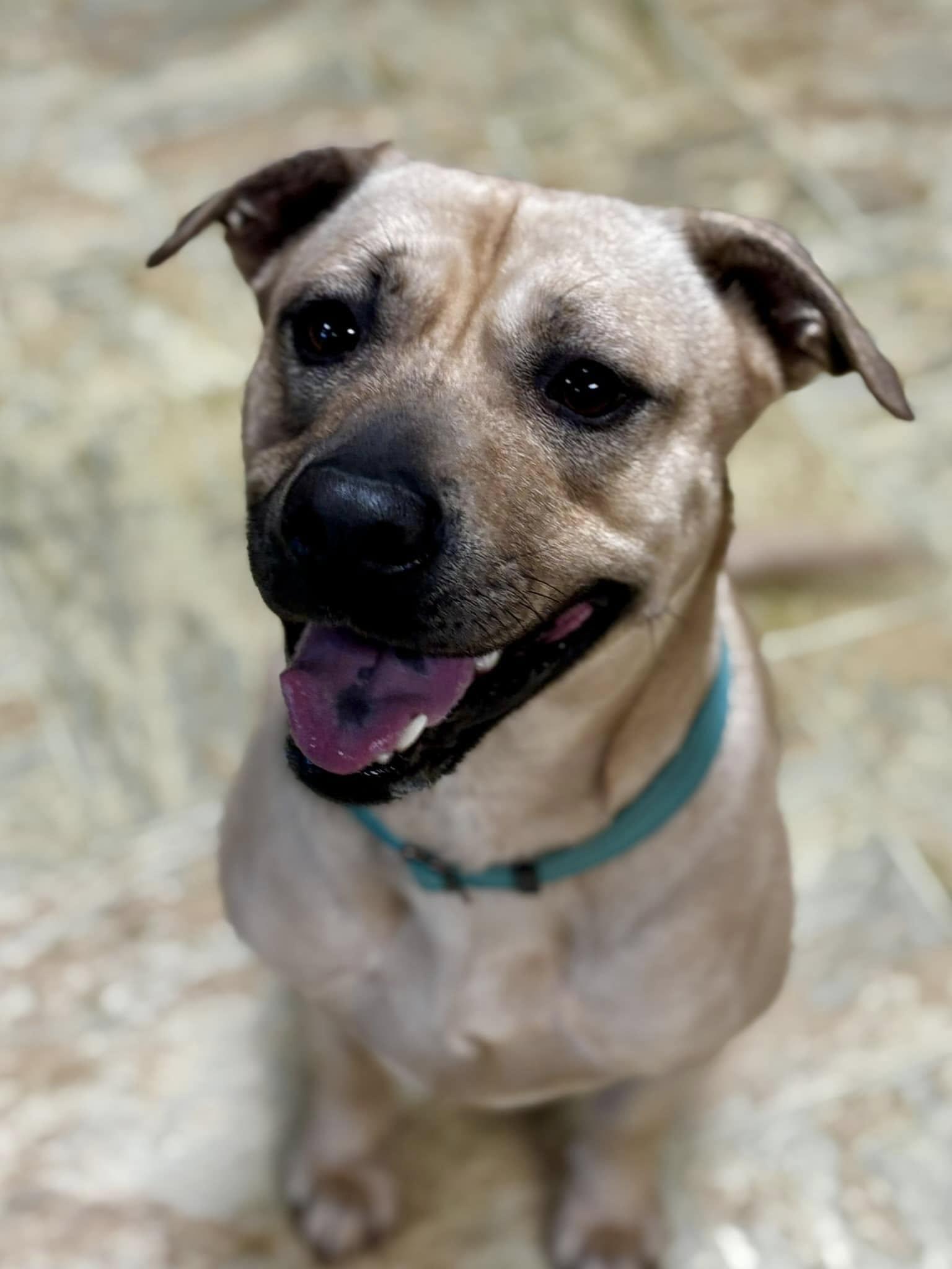 Layla, a Adoptable mixed breed in Joppa, AL image 3/6