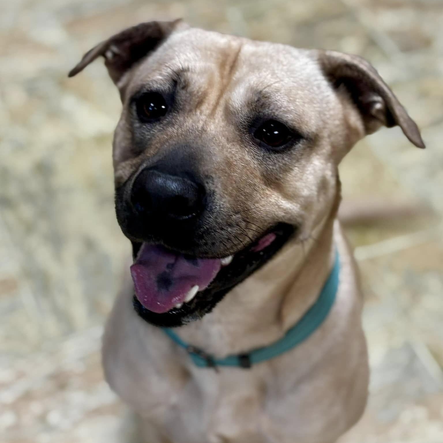 Enlarge Layla, a Adoptable mixed breed in Joppa, AL image 1/6
