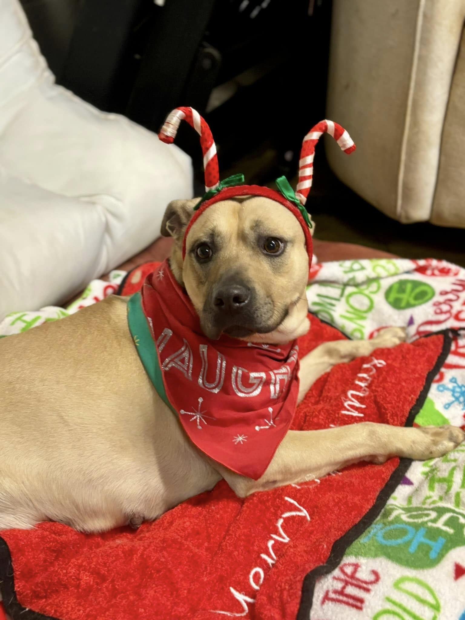 Layla, a Adoptable mixed breed in Joppa, AL image 4/6