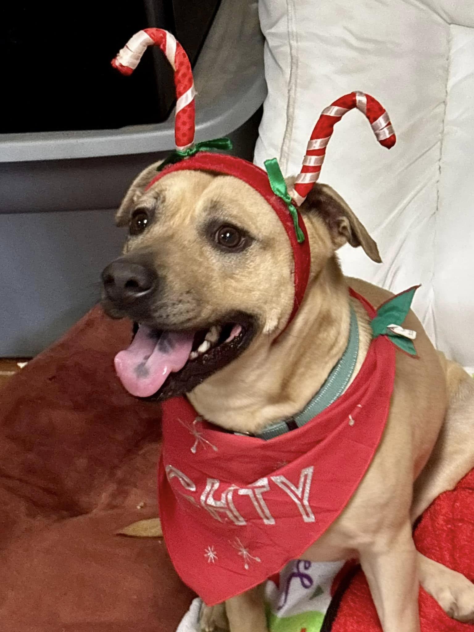 Layla, a Adoptable mixed breed in Joppa, AL image 5/6