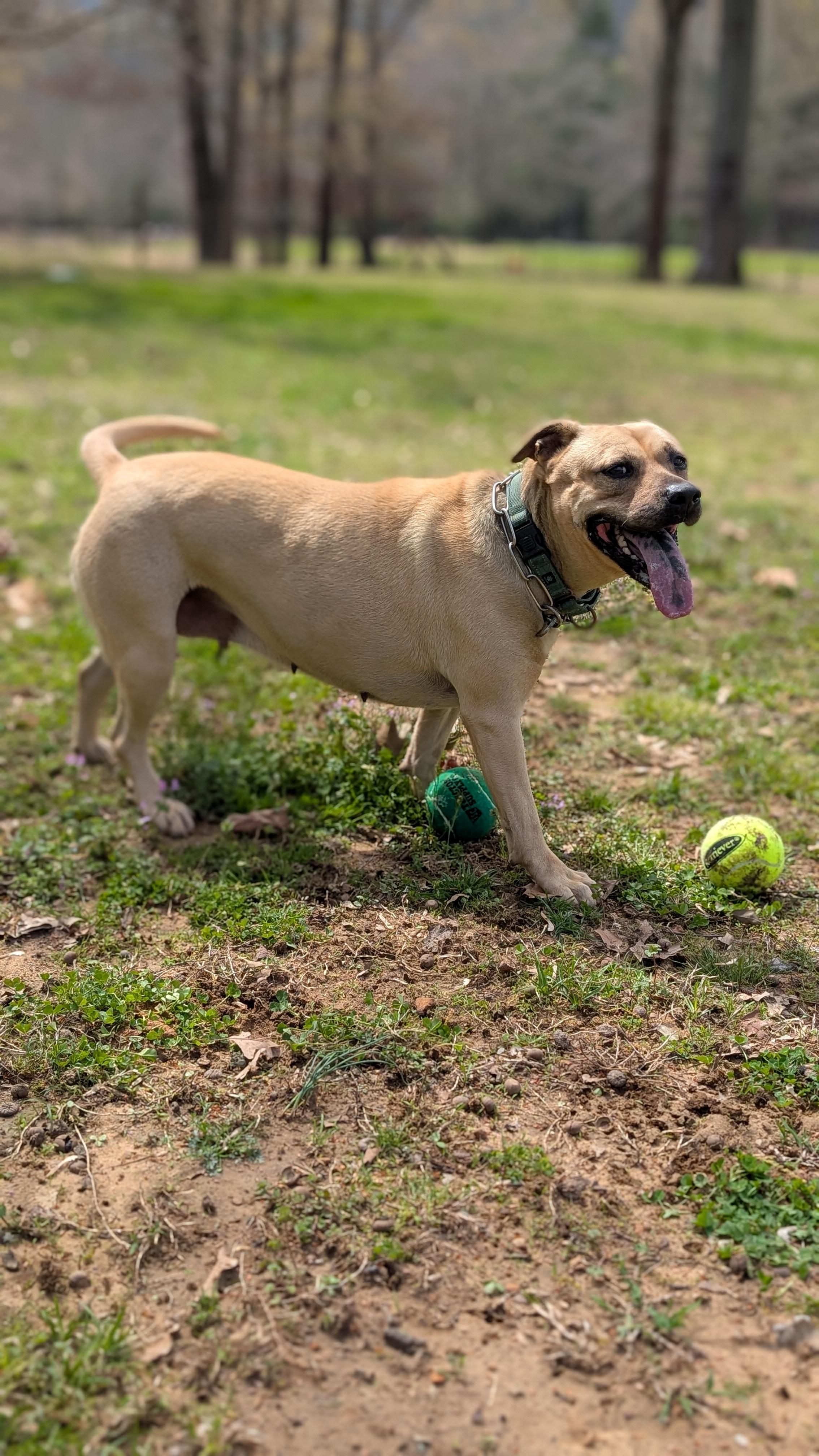 Enlarge Layla, an adopted mixed breed in Joppa, AL image 2/6