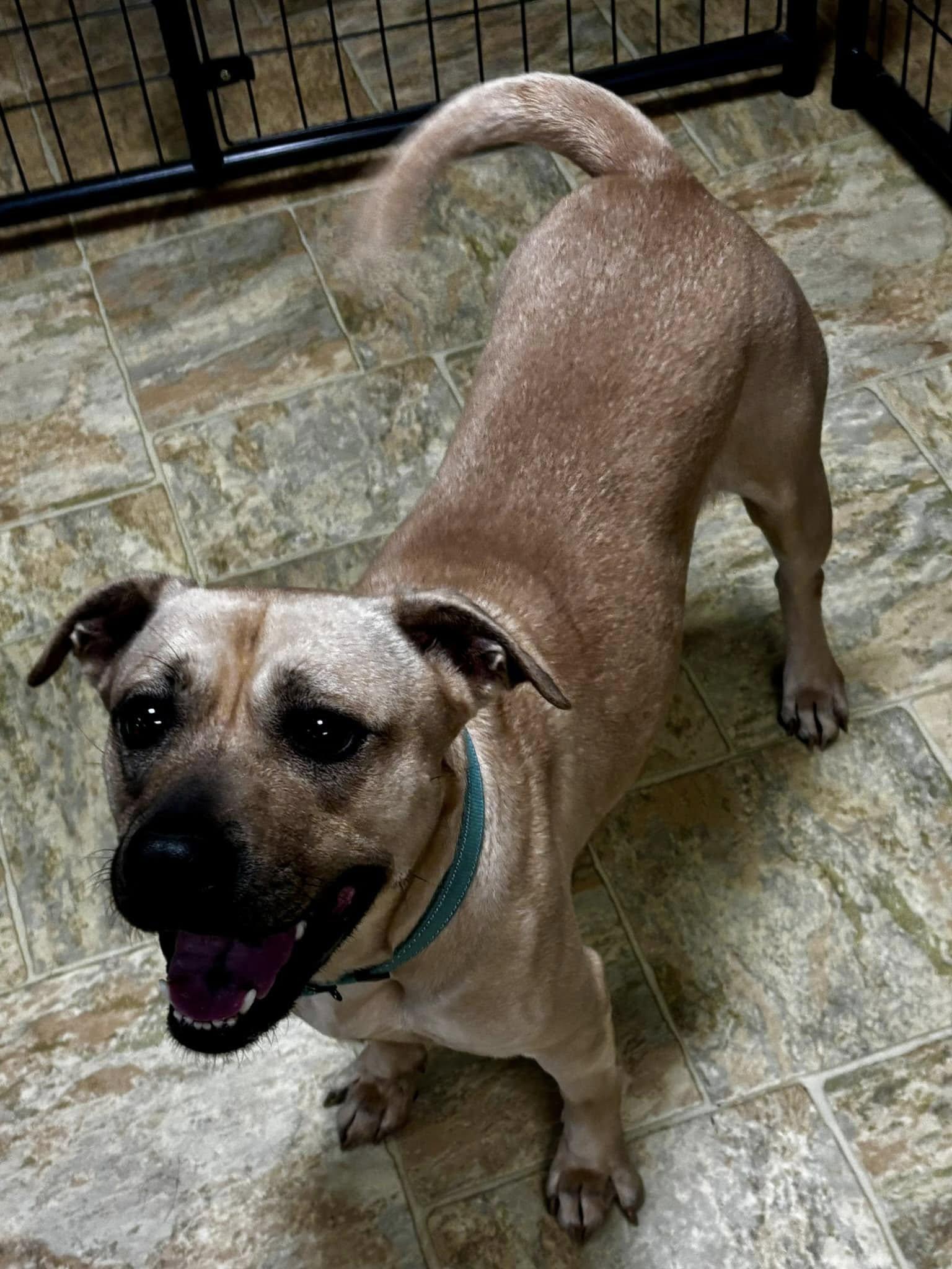 Layla, a Adoptable mixed breed in Joppa, AL image 6/6