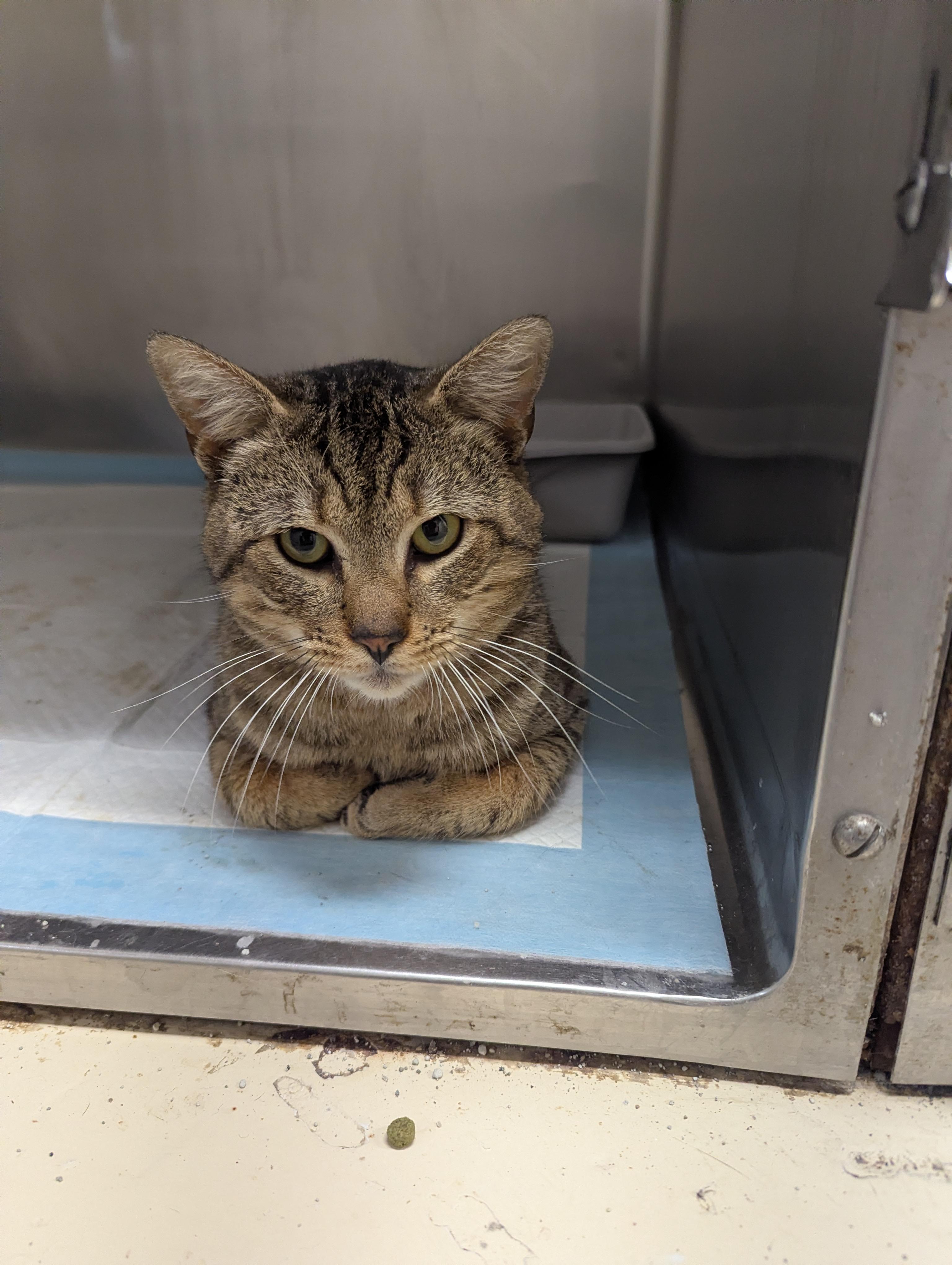 Enlarge Dodger 1629, a ADOPTABLE Domestic Short Hair in Rocky Mount, NC image 1/4