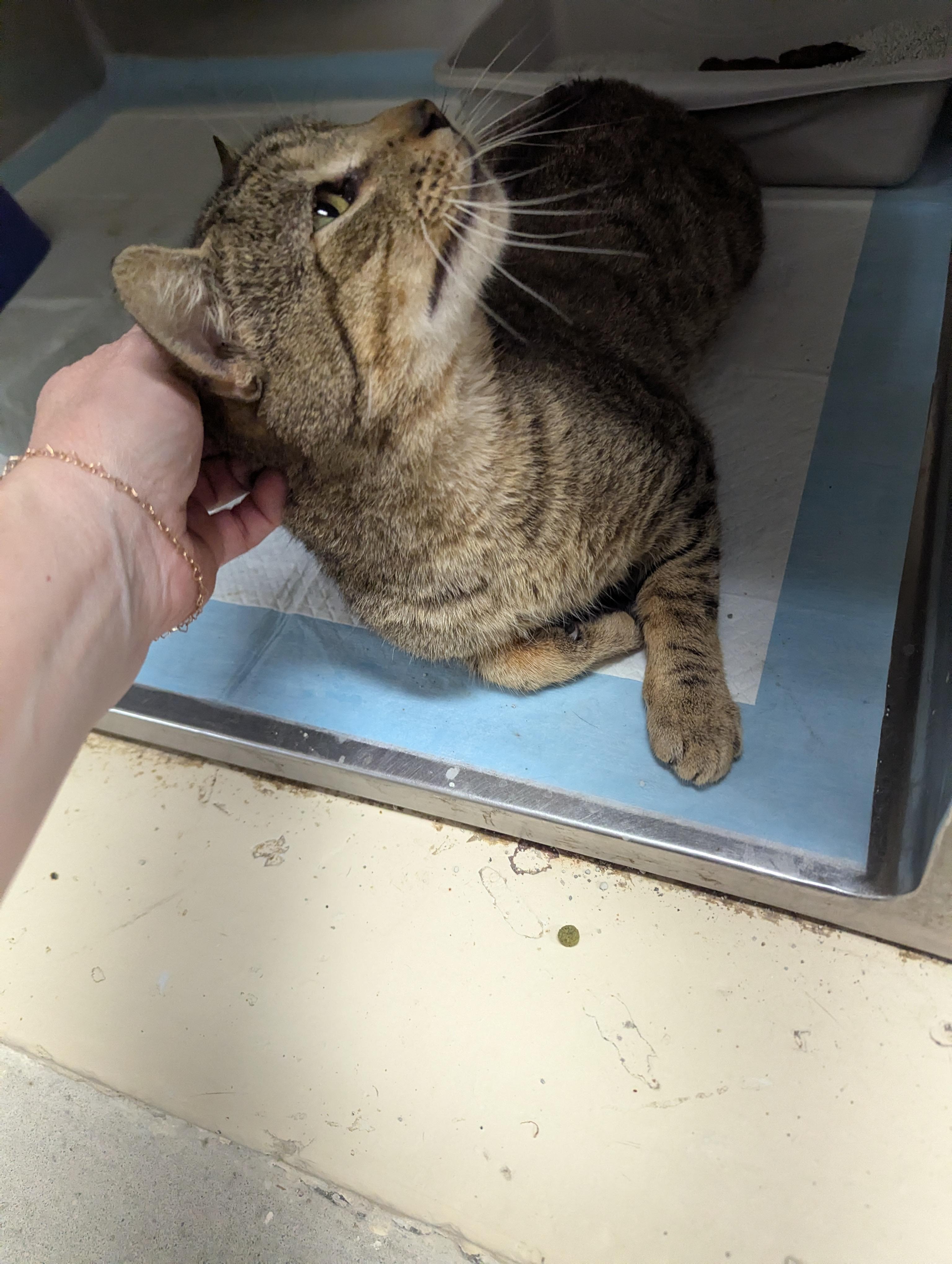 Enlarge Dodger 1629, a ADOPTABLE Domestic Short Hair in Rocky Mount, NC image 3/4