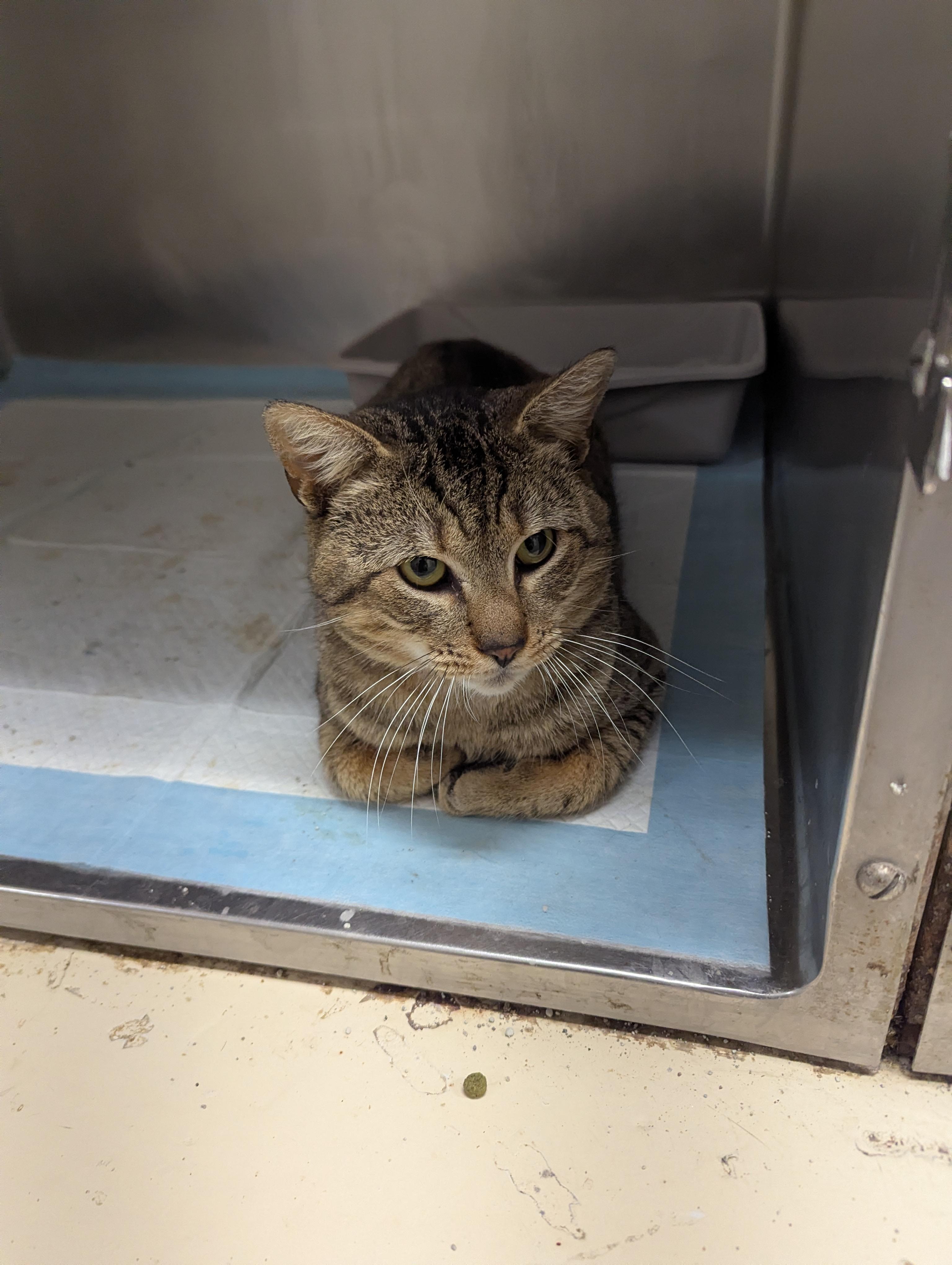 Enlarge Dodger 1629, a ADOPTABLE Domestic Short Hair in Rocky Mount, NC image 2/4