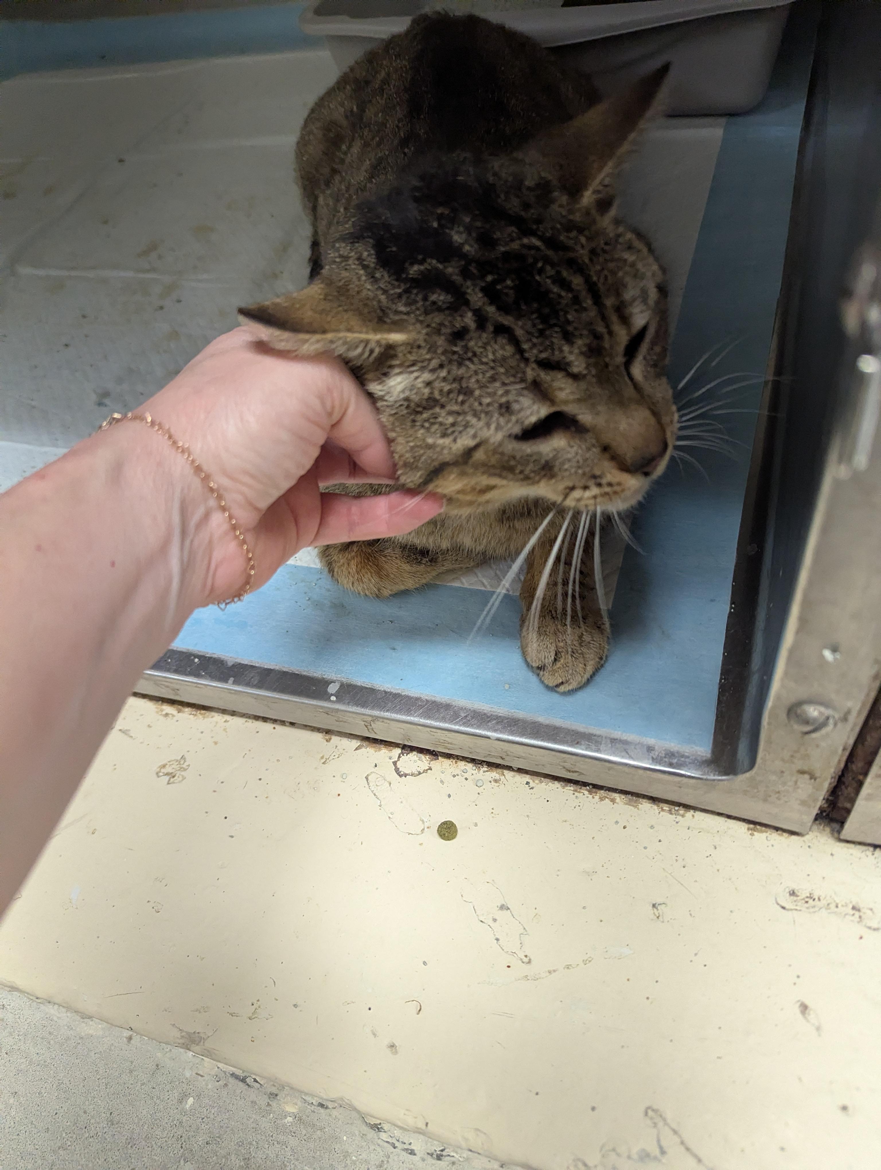 Enlarge Dodger 1629, a ADOPTABLE Domestic Short Hair in Rocky Mount, NC image 4/4