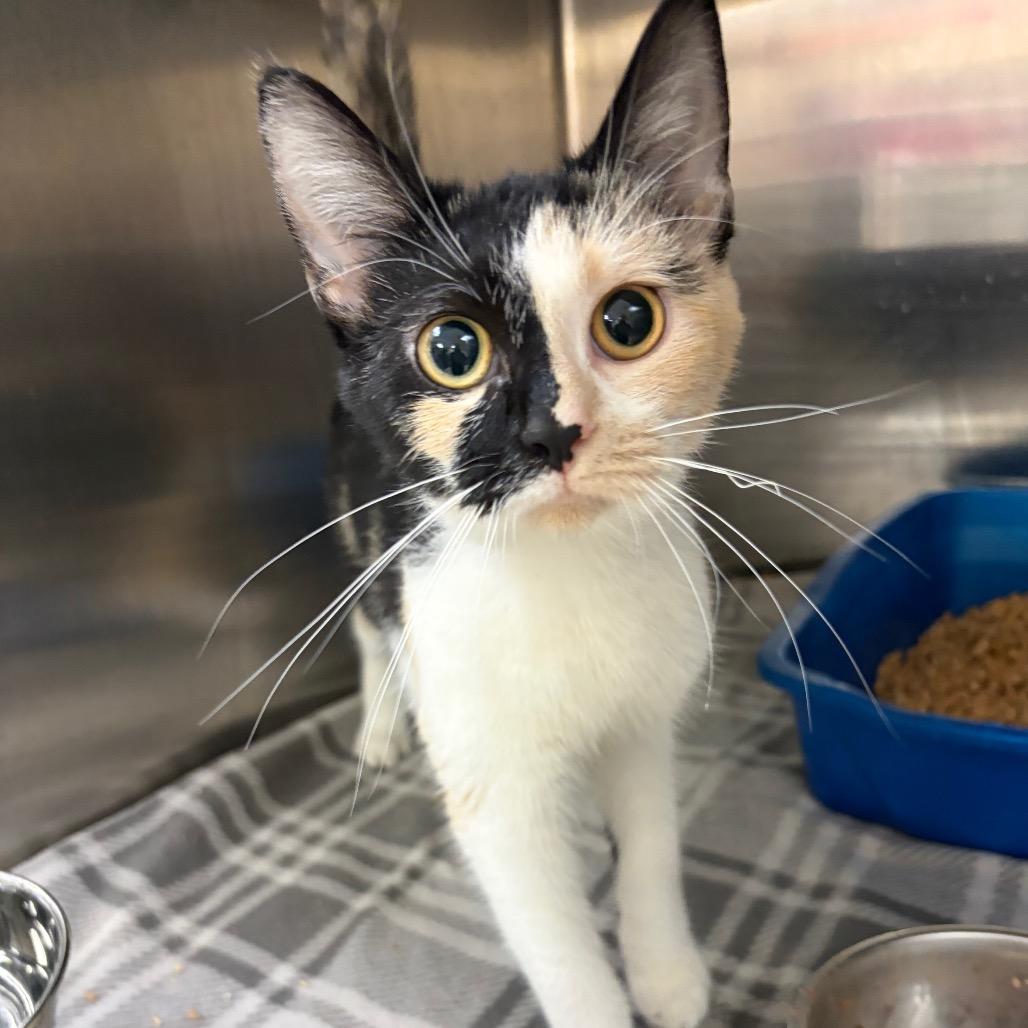 Enlarge Florence, a Adoptable Domestic Short Hair in Ashtabula, OH image 1/3