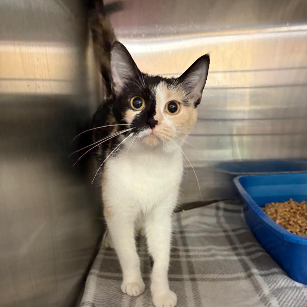 Enlarge Florence, a Adoptable Domestic Short Hair in Ashtabula, OH image 2/3