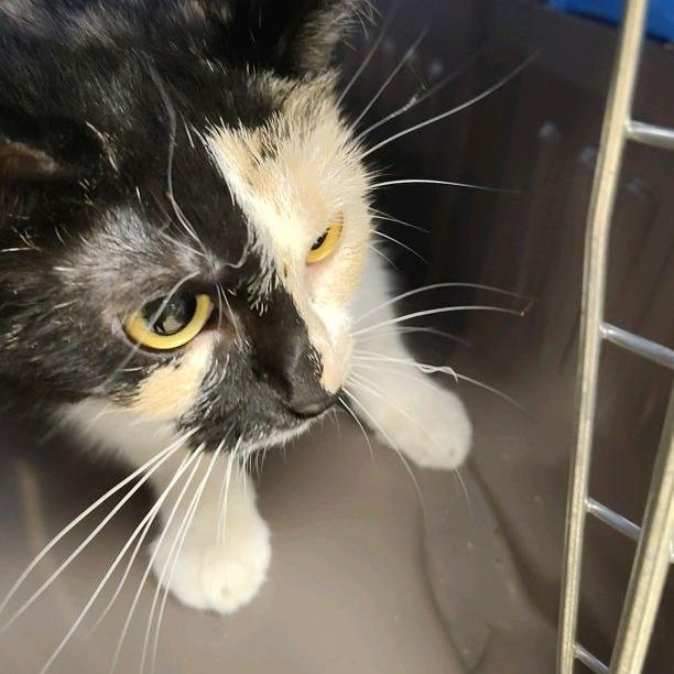 Enlarge Florence, a Adoptable Domestic Short Hair in Ashtabula, OH image 3/3