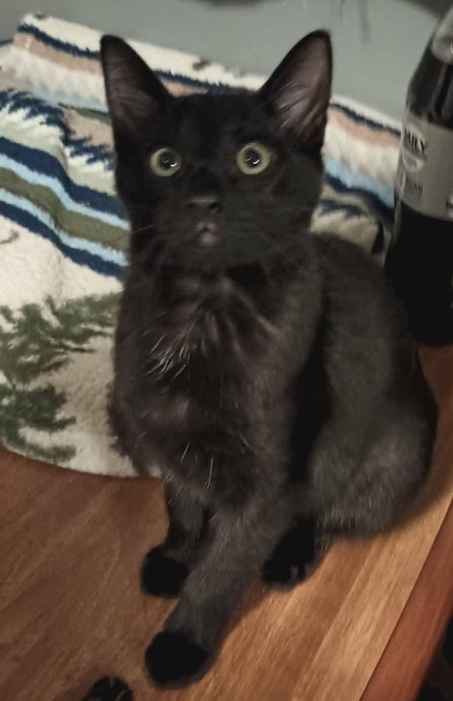 Enlarge Percival aka Percy, a Adoptable American Shorthair in Washington, IN image 1/1