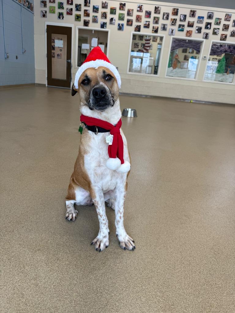 Enlarge Rocky, a Adoptable mixed breed in North Syracuse, NY image 2/4