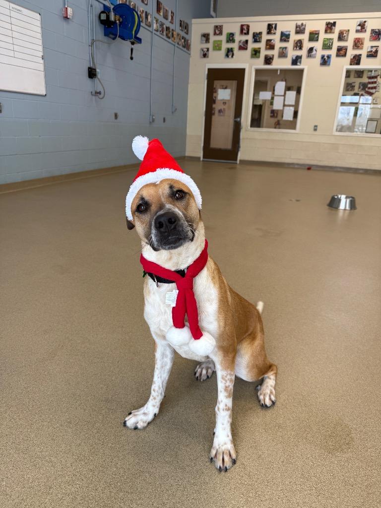 Enlarge Rocky, a Adoptable mixed breed in North Syracuse, NY image 3/4