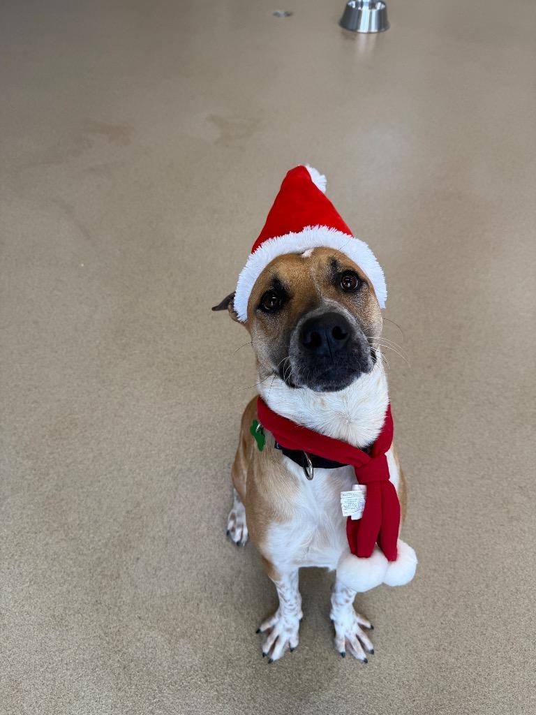 Enlarge Rocky, a Adoptable mixed breed in North Syracuse, NY image 4/4