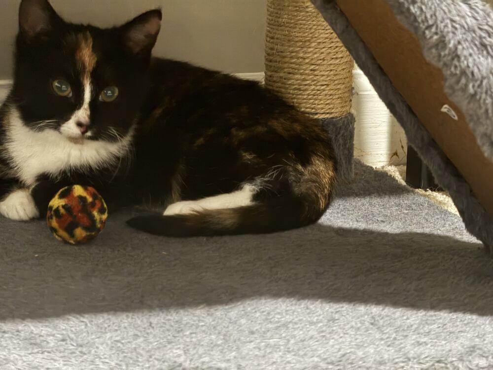 Enlarge Skunky, a Adoptable Domestic Short Hair in Cary, NC image 2/4