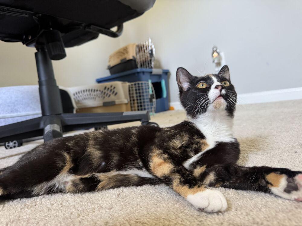 Enlarge Skunky, a Adoptable Domestic Short Hair in Cary, NC image 3/4