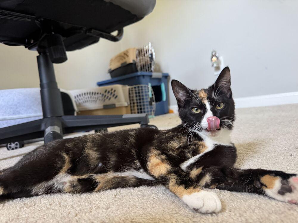Enlarge Skunky, a Adoptable Domestic Short Hair in Cary, NC image 4/4