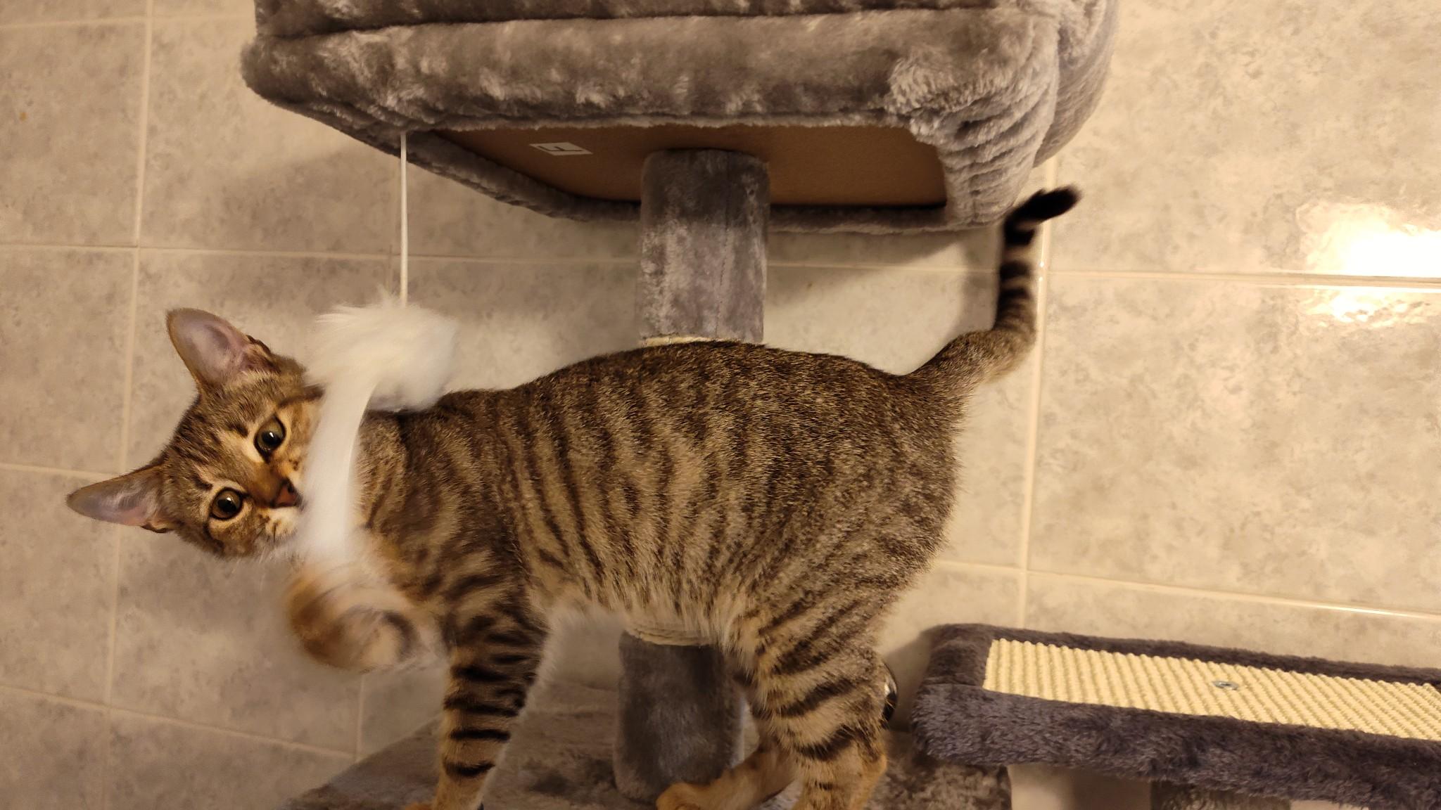 Tinsel, a Adoptable American Shorthair in Cooper City, FL image 2/6